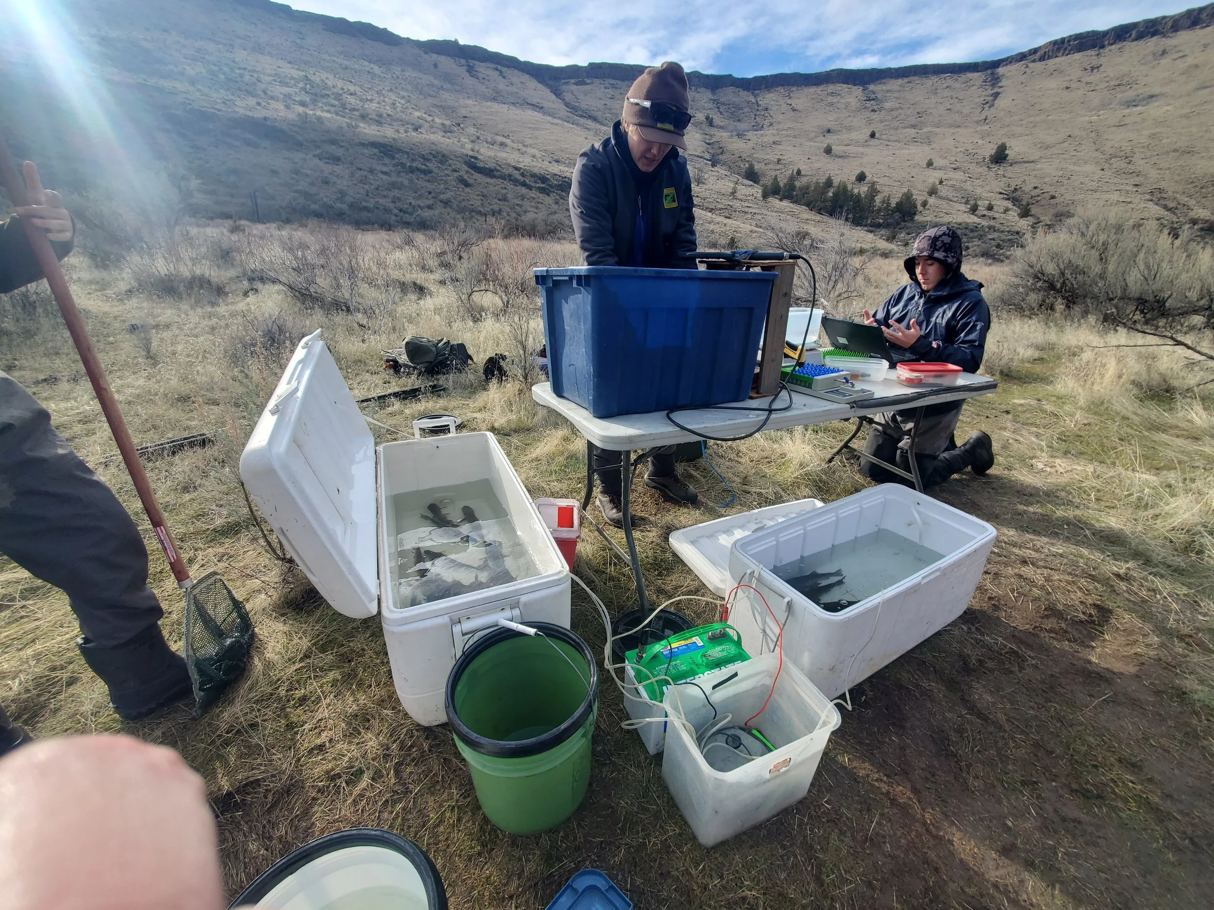 Q. and A. With ODFW’s Jason Seals on the 2026 Deschutes Steelhead Closure