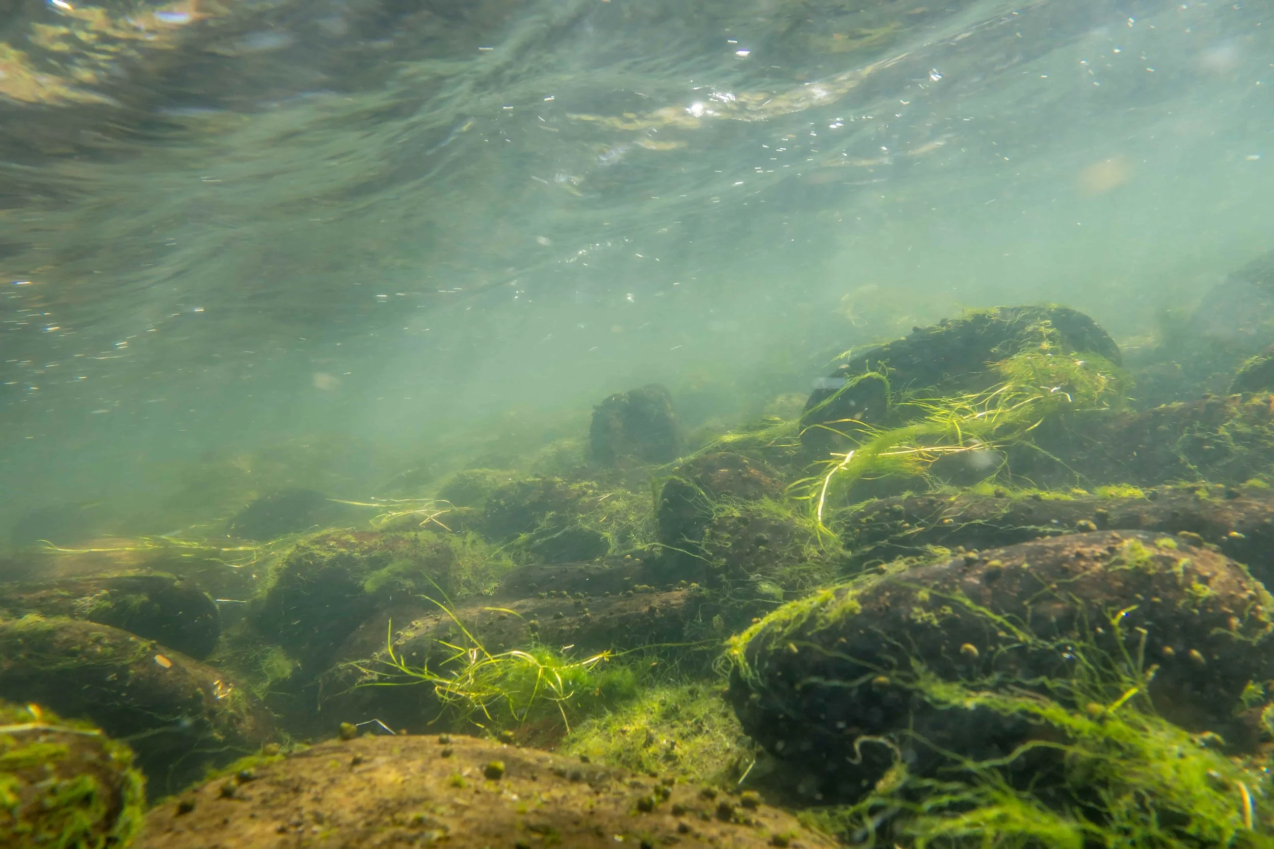 DRA Science Team Launches Algae Study