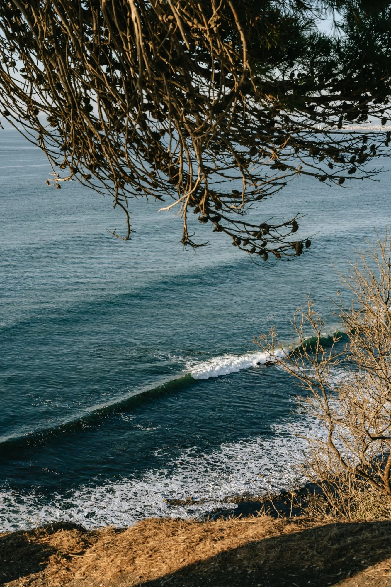 The photo shows a view of the ocean with gentle waves crashing against a rocky shoreline. In the foreground, there are dry, leafless branches hanging over the water. The sky is clear with no visible clouds.