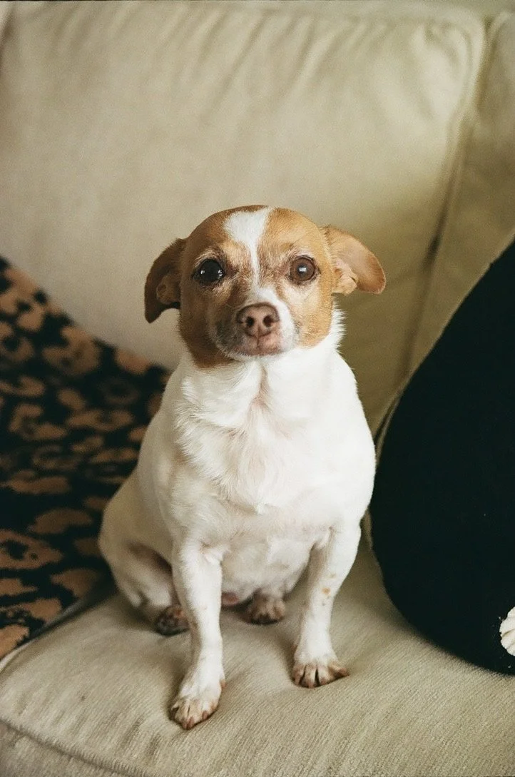 A small dog with a white and brown coat sitting on a beige couch, looking at the camera.