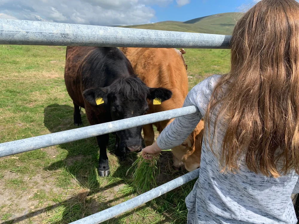 Feeding the cows