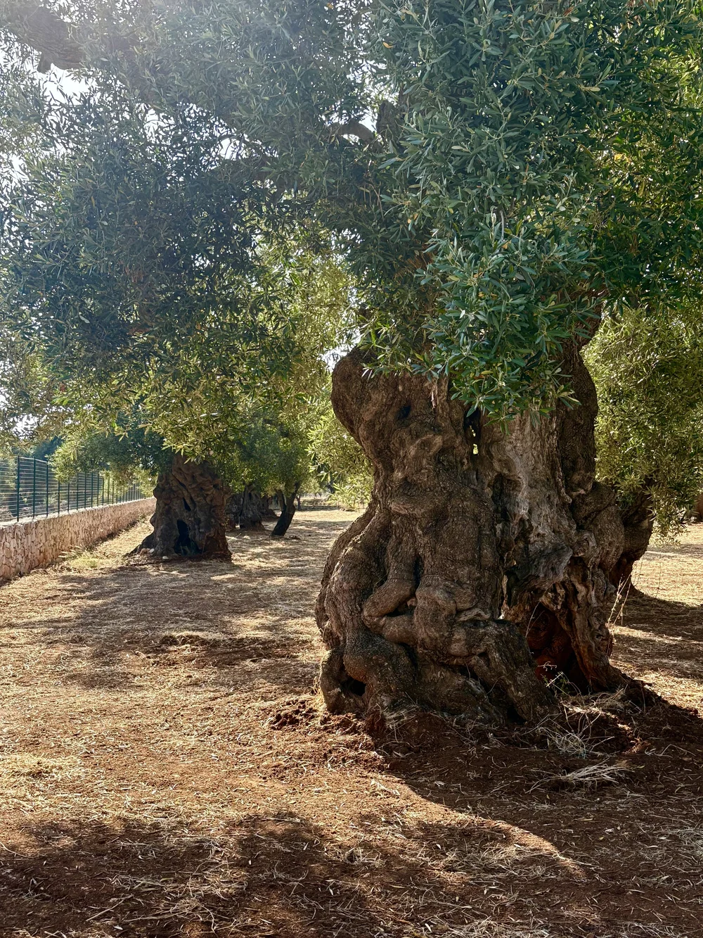 Ancient Olive Tree