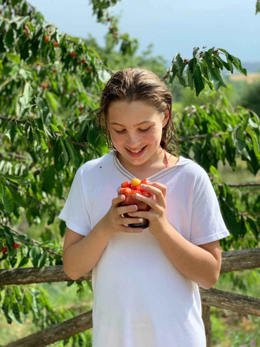 Fresh-picked cherries 