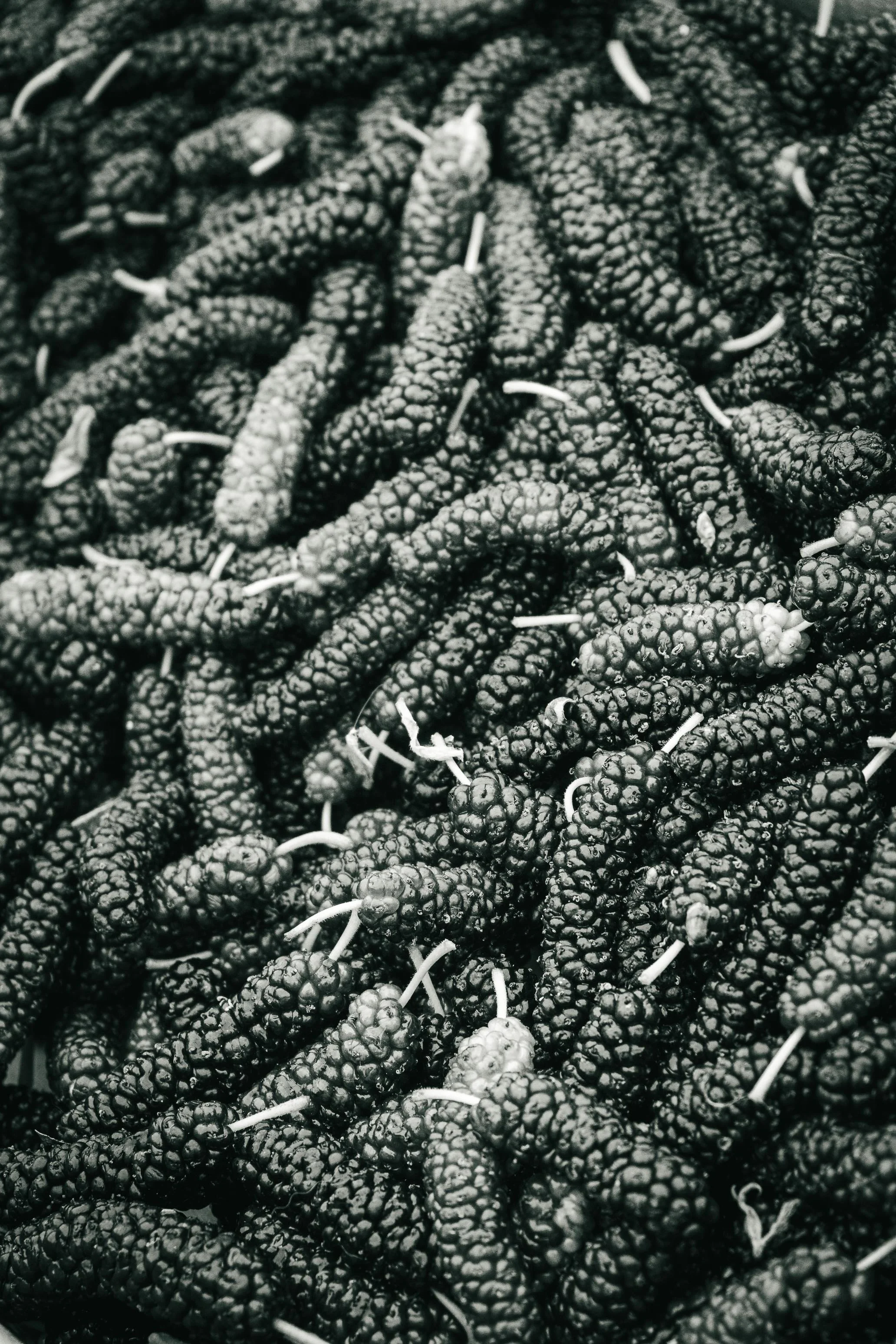 Farmer's Market Textures-22.jpg