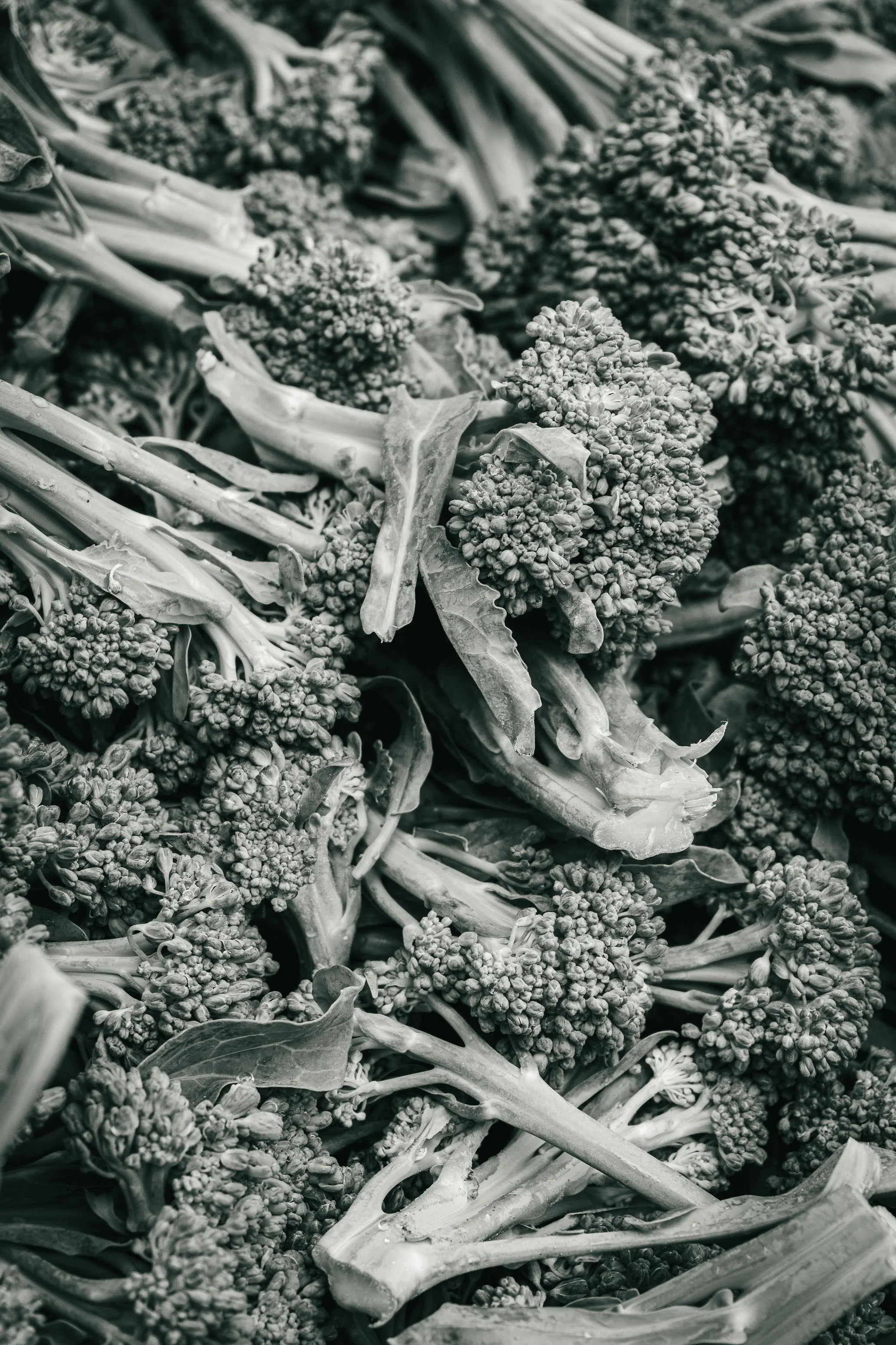 Farmer's Market Textures-45.jpg