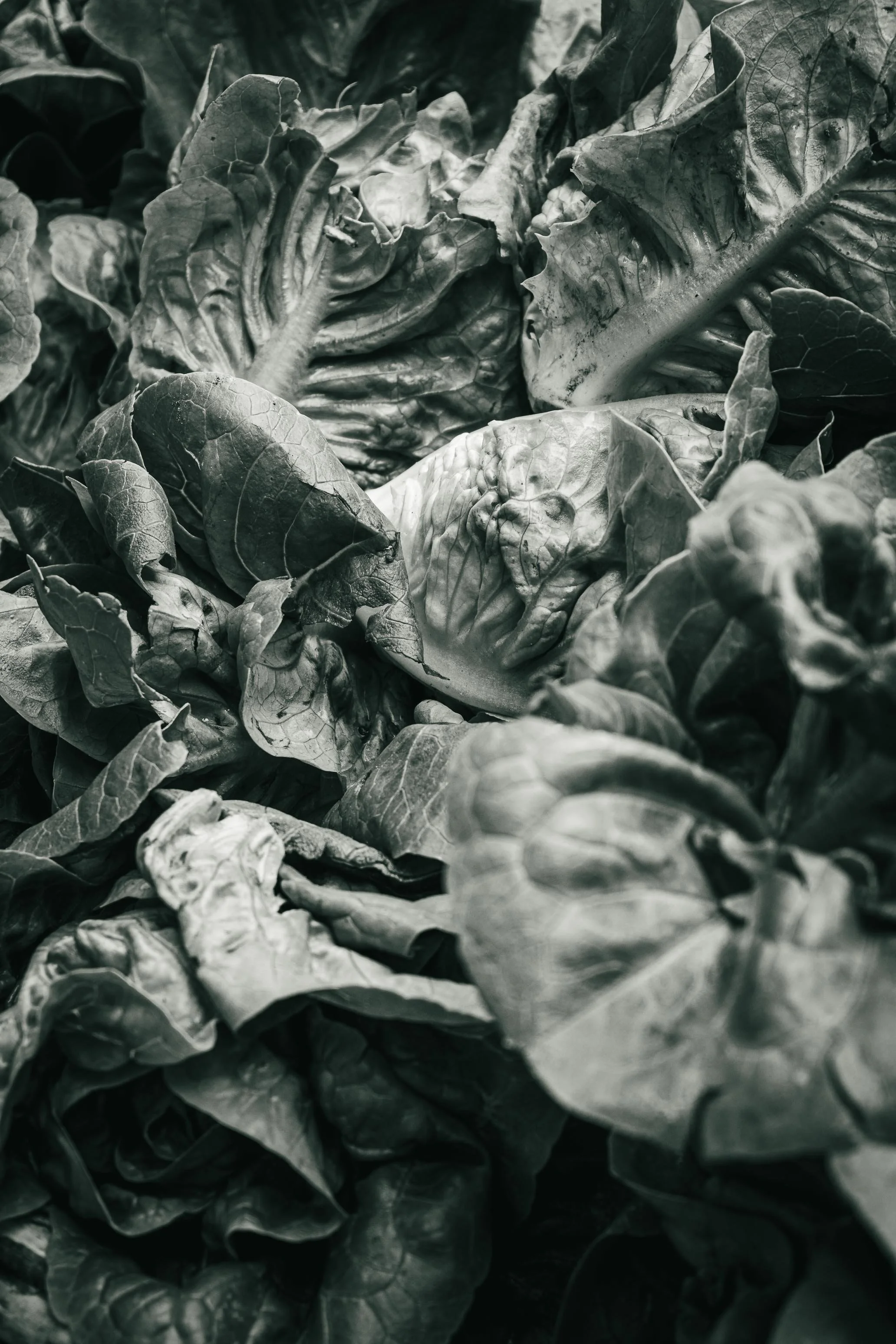 Farmer's Market Textures-29.jpg