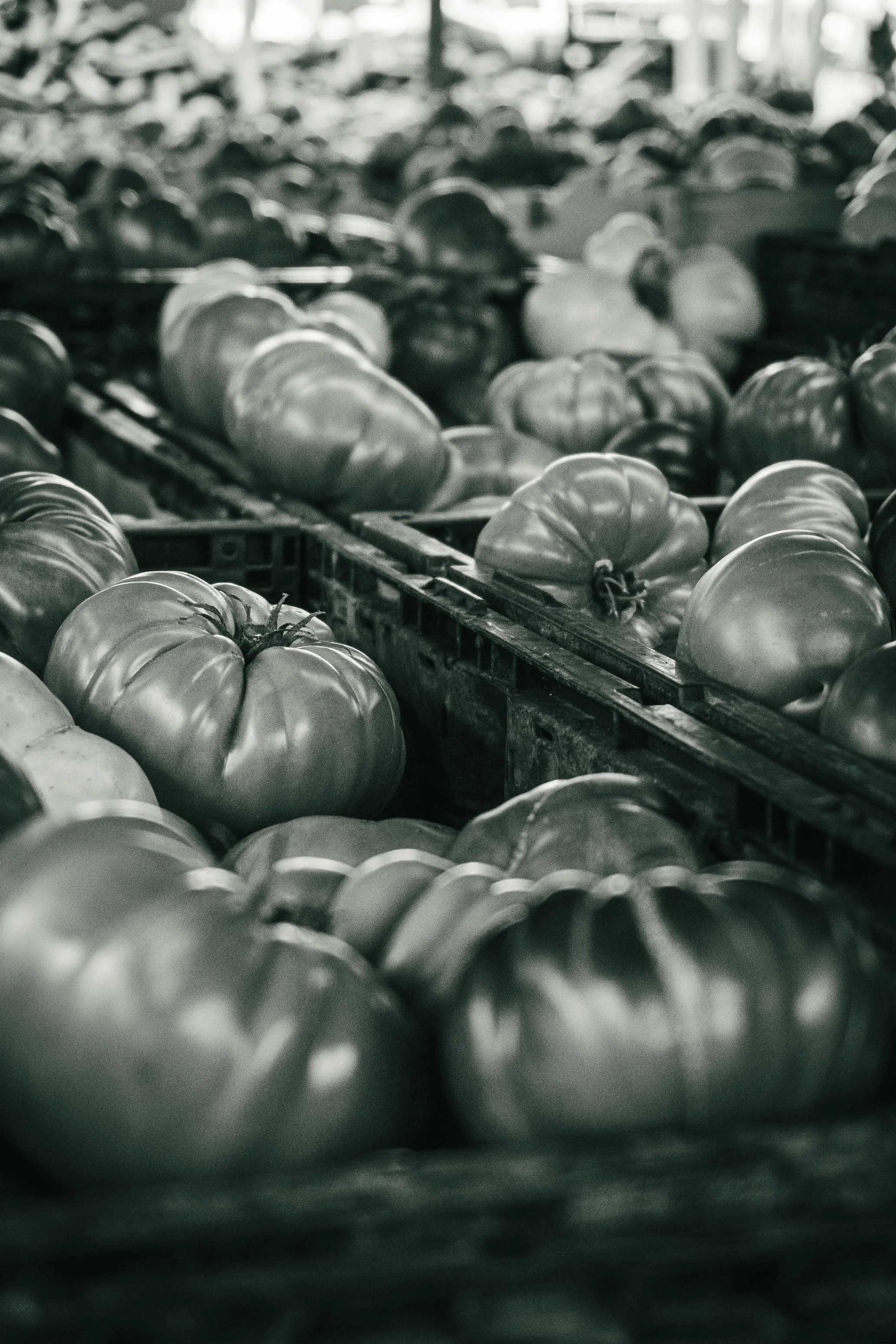 Farmer's Market Textures-10.jpg