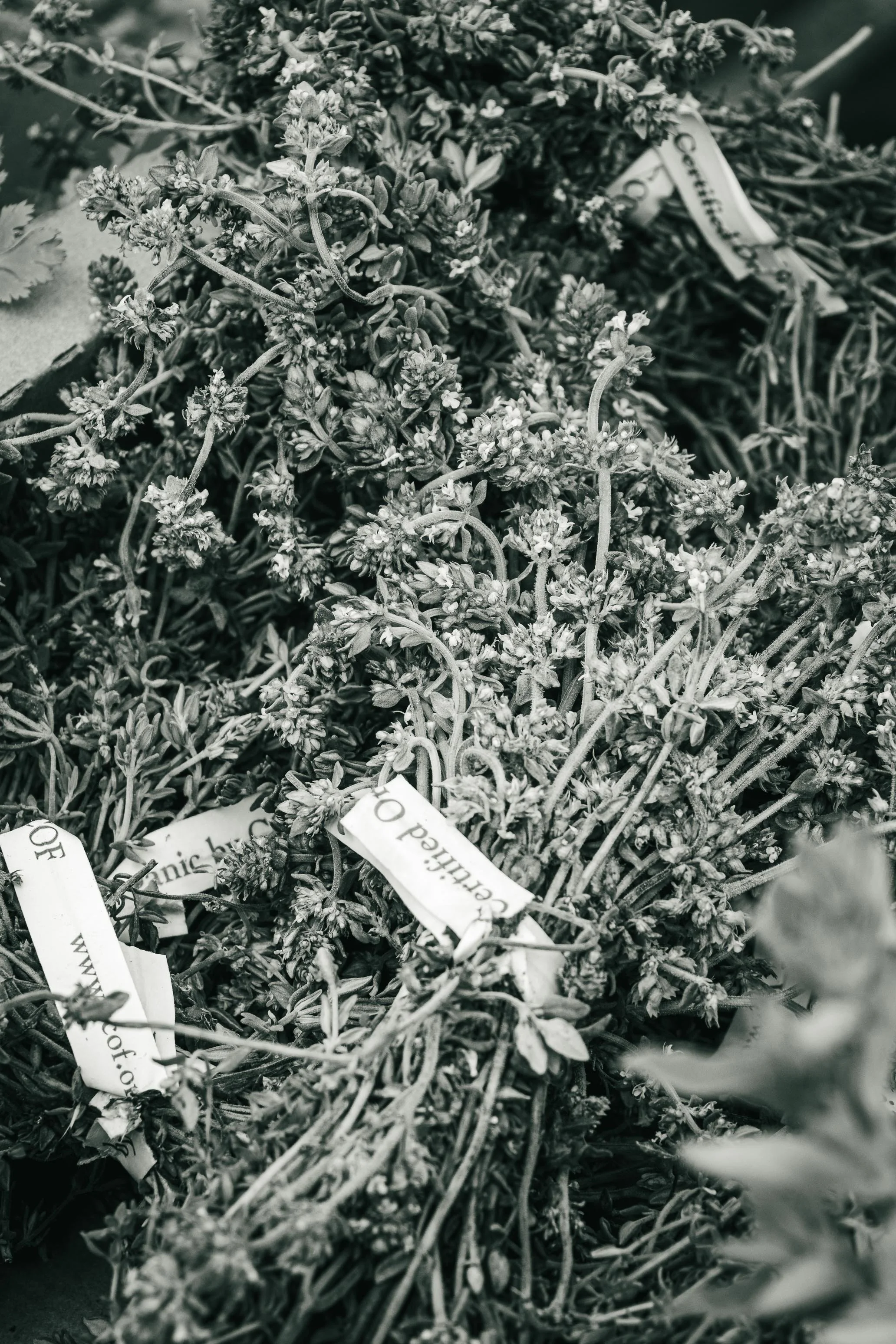 Farmer's Market Textures-51.jpg