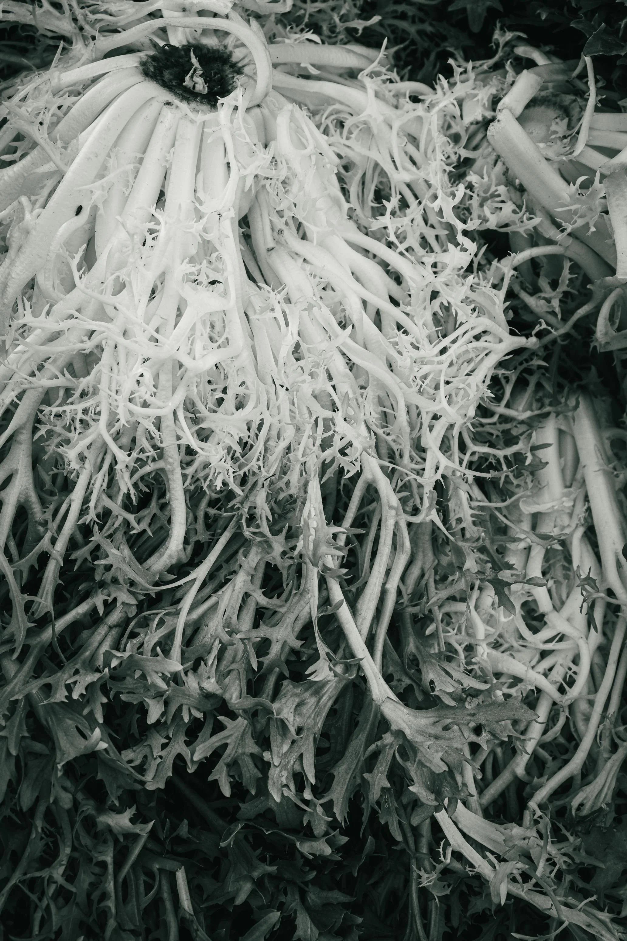 Farmer's Market Textures-57.jpg