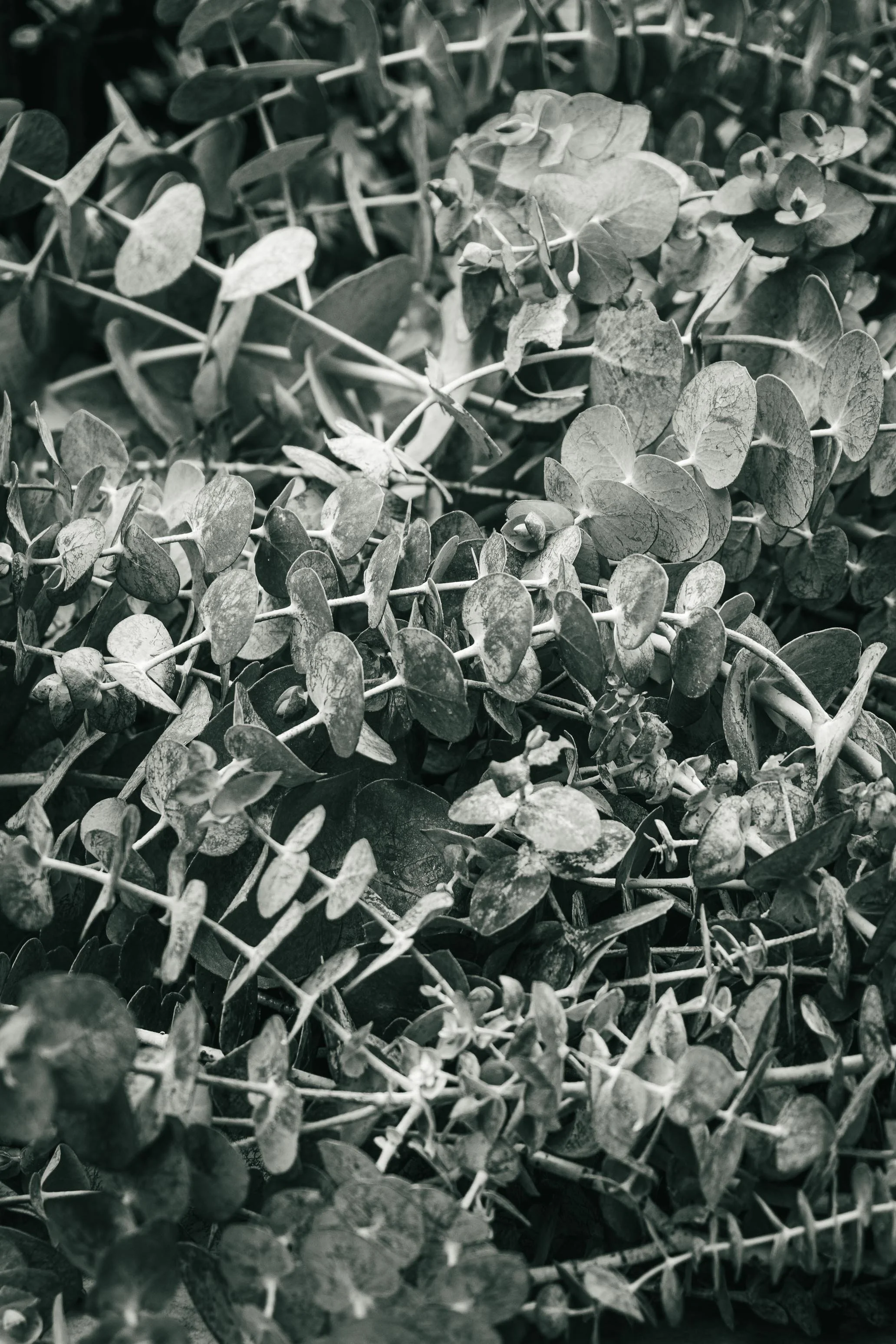 Farmer's Market Textures-13.jpg
