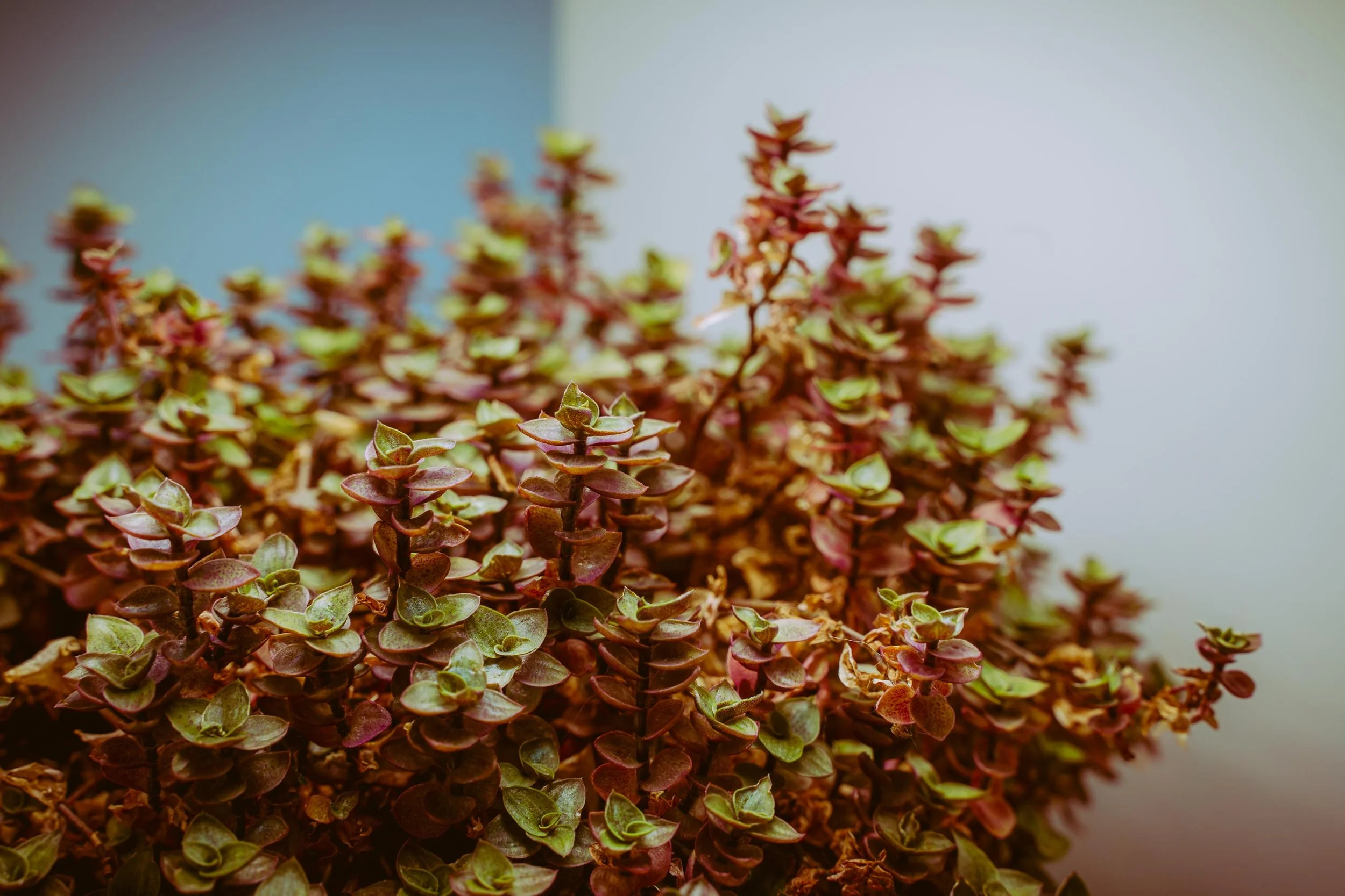 L&L Friendsgiving 2024-49.jpg