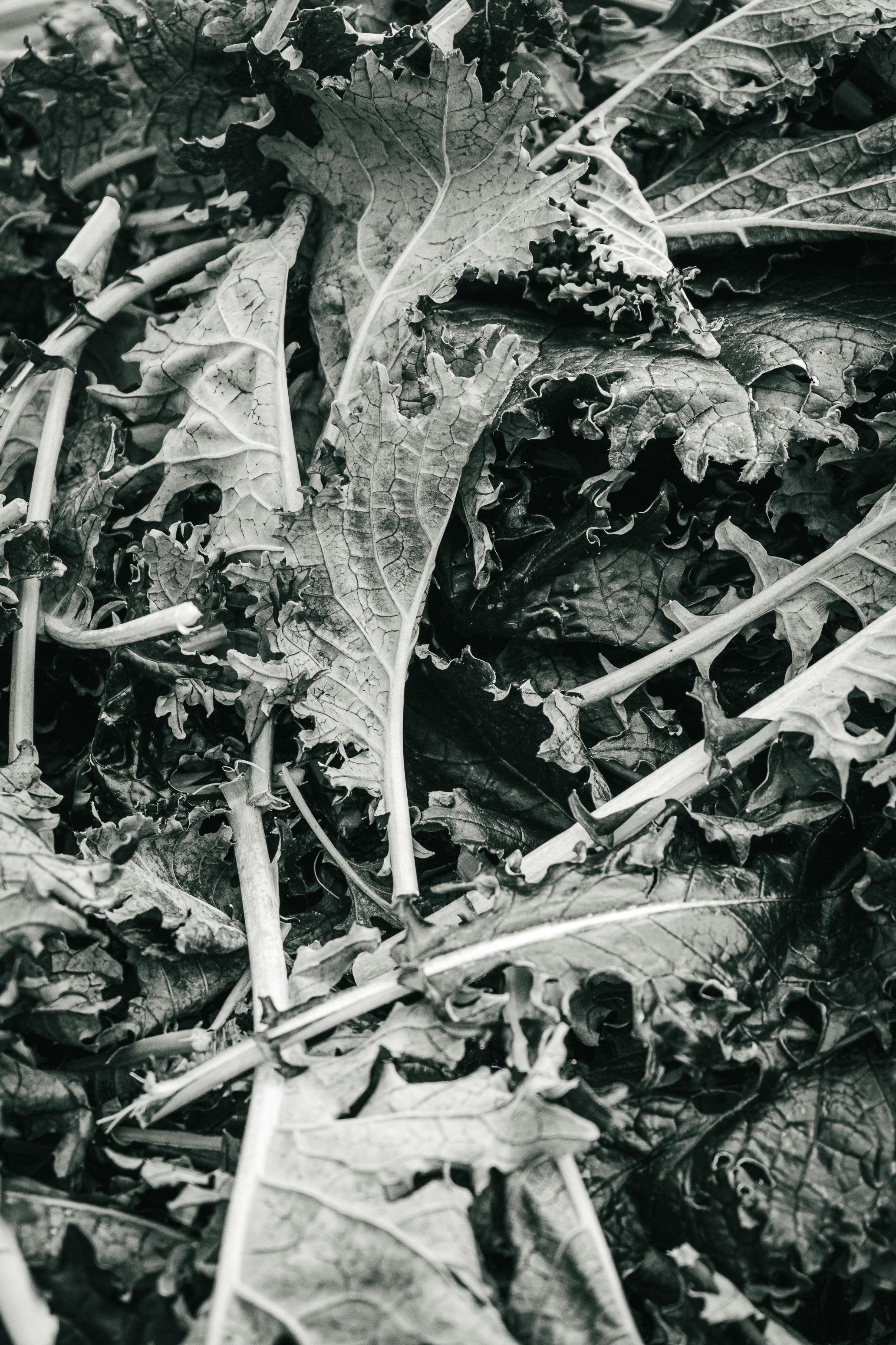 Farmer's Market Textures-28.jpg