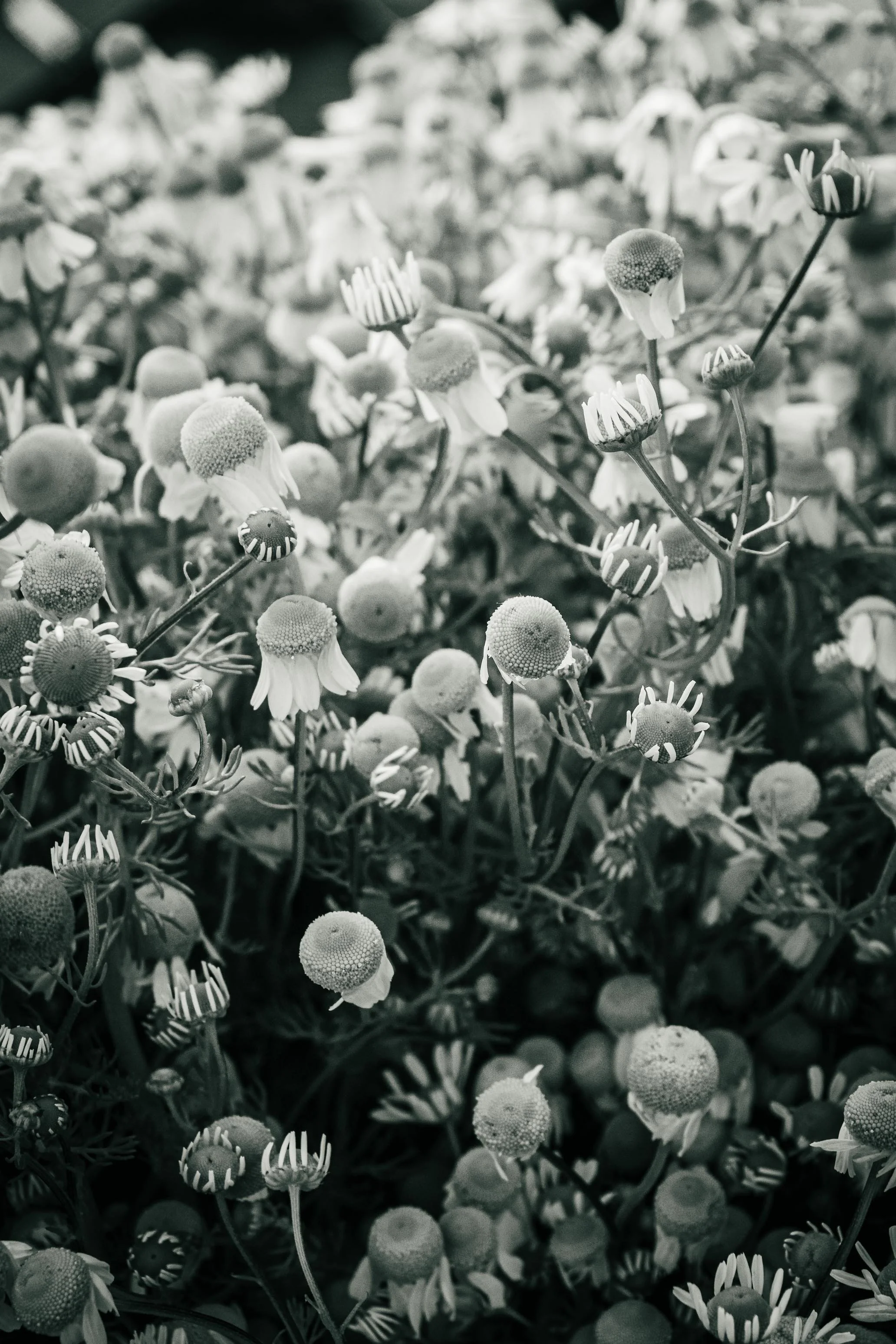 Farmer's Market Textures-62.jpg