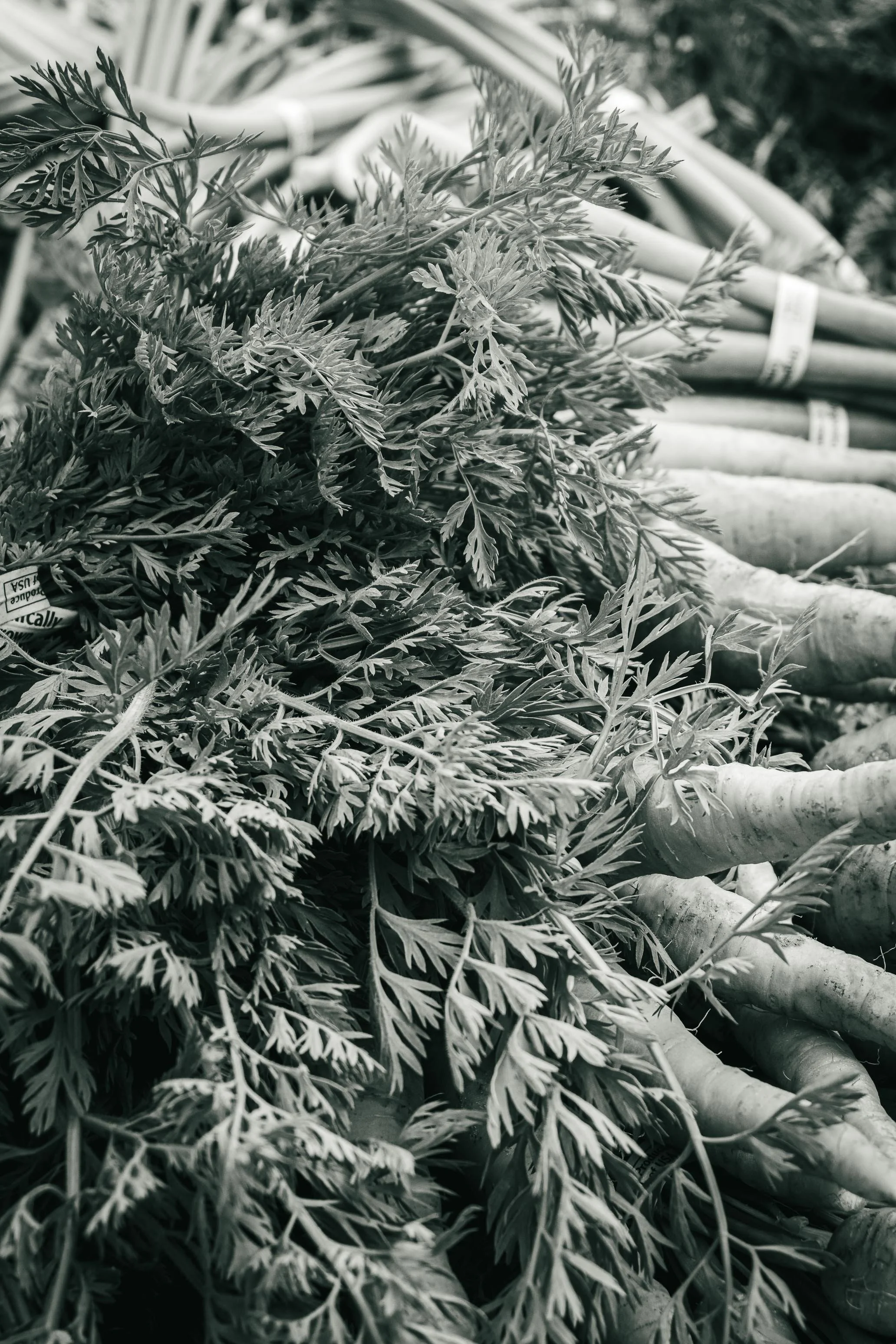 Farmer's Market Textures-24.jpg