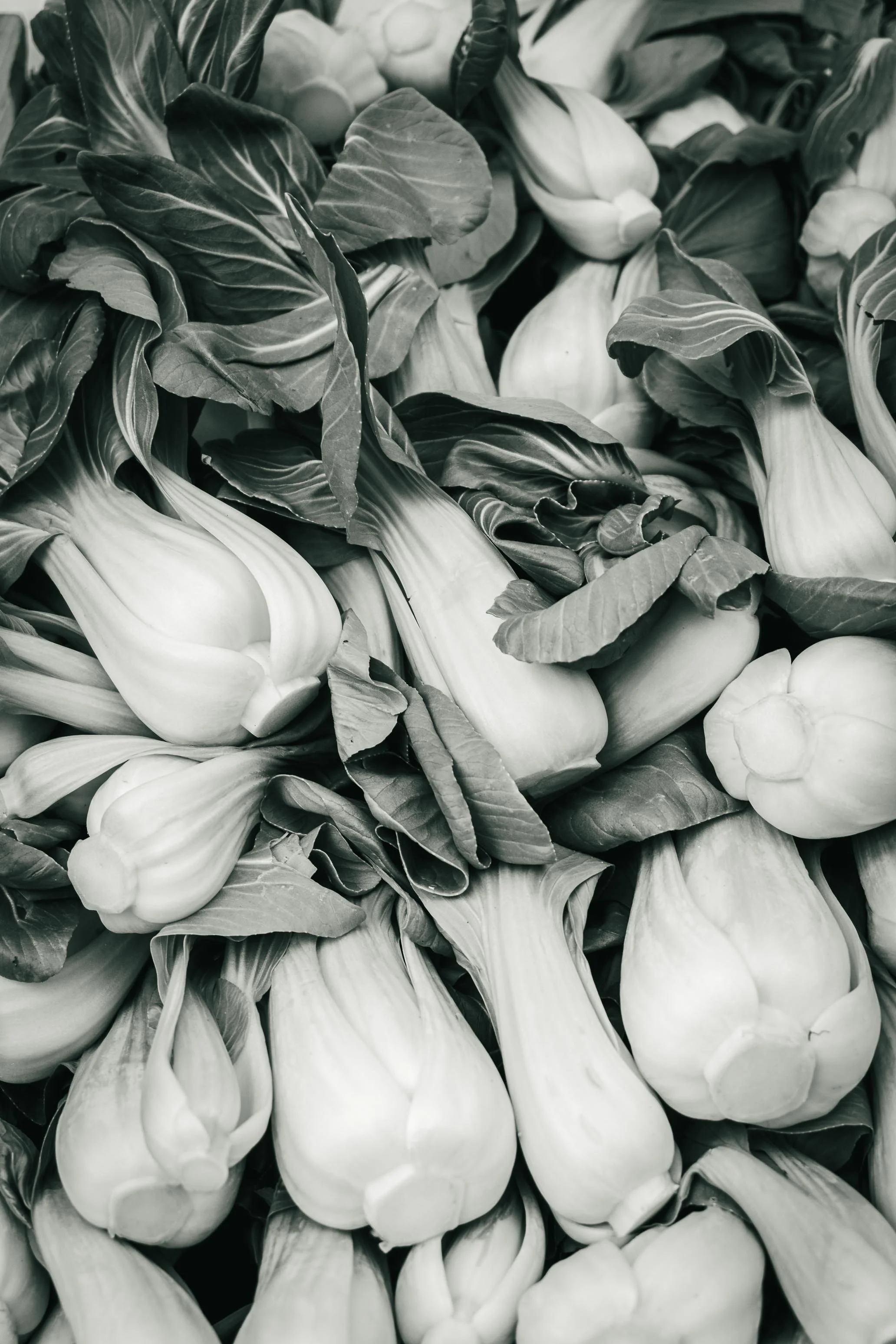 Farmer's Market Textures-1.jpg