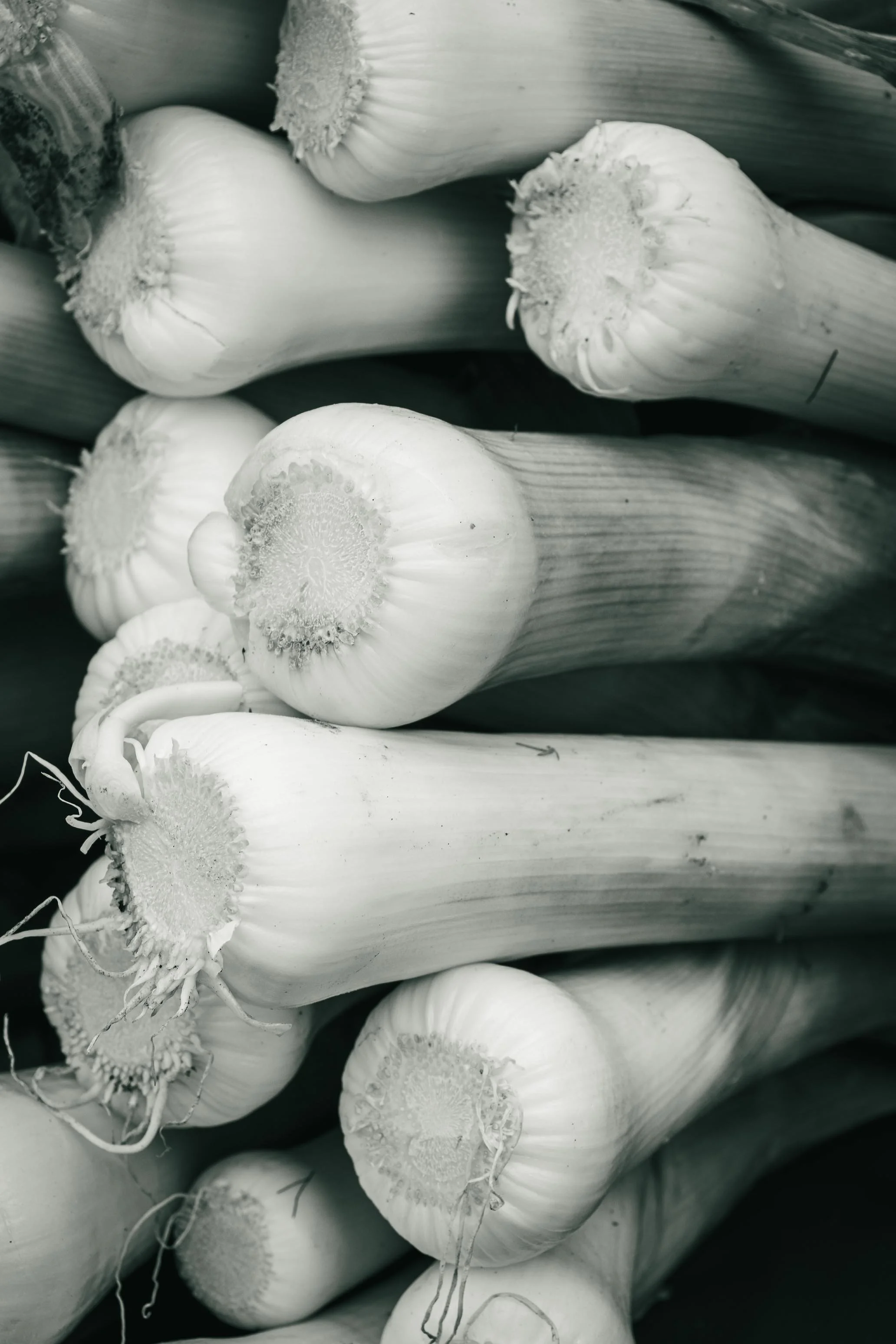 Farmer's Market Textures-53.jpg