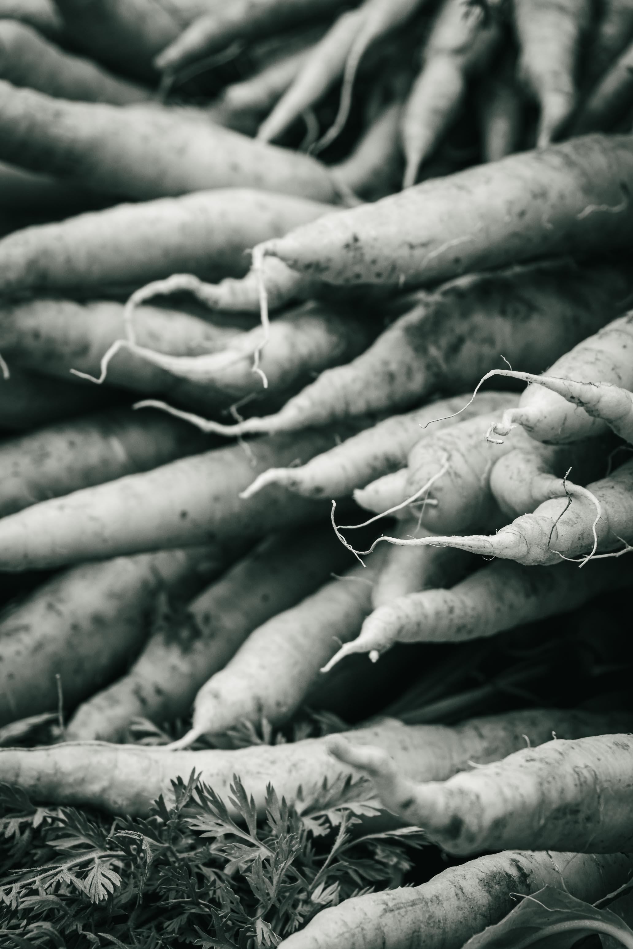 Farmer's Market Textures-30.jpg
