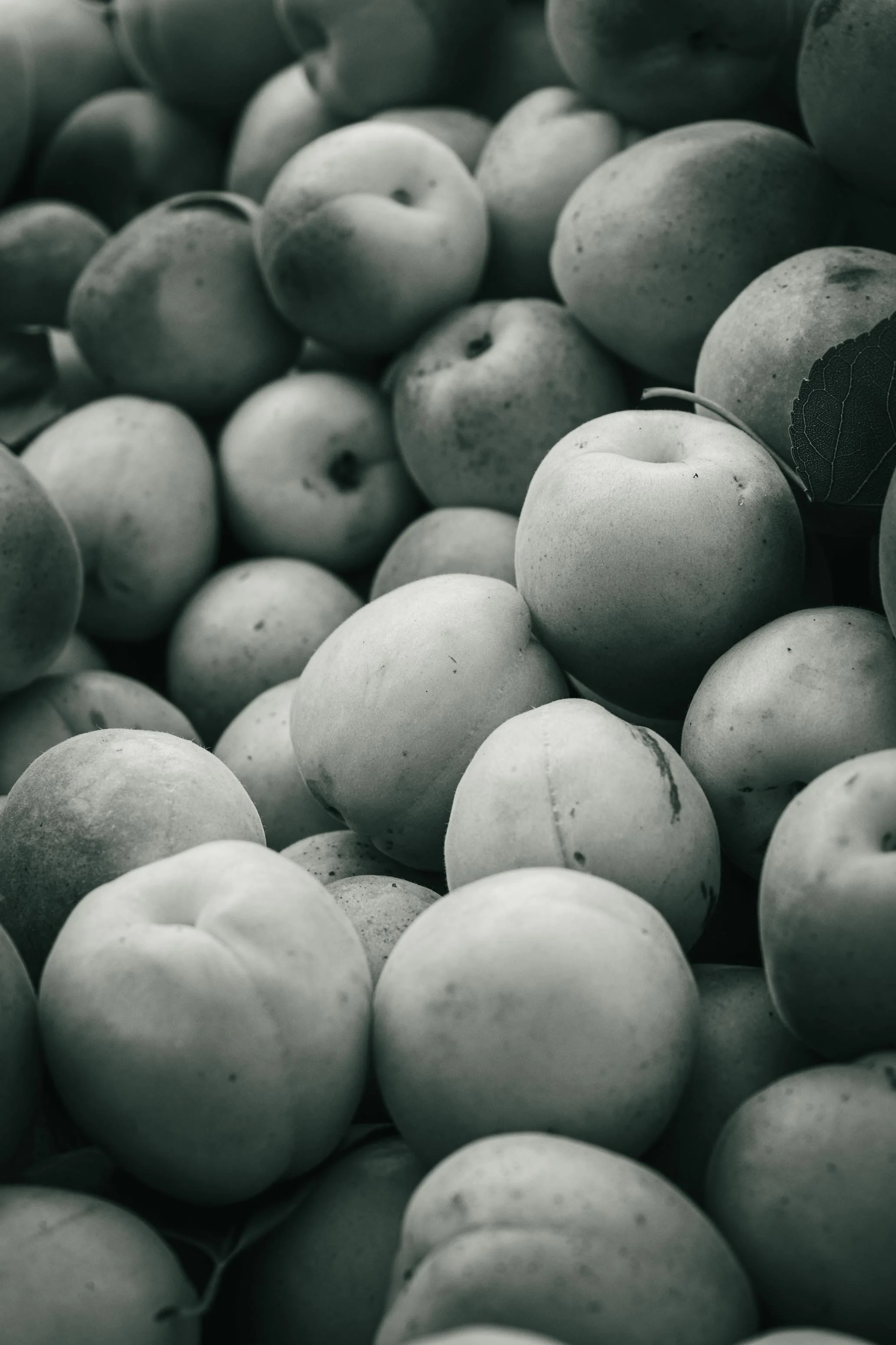 Farmer's Market Textures-19.jpg
