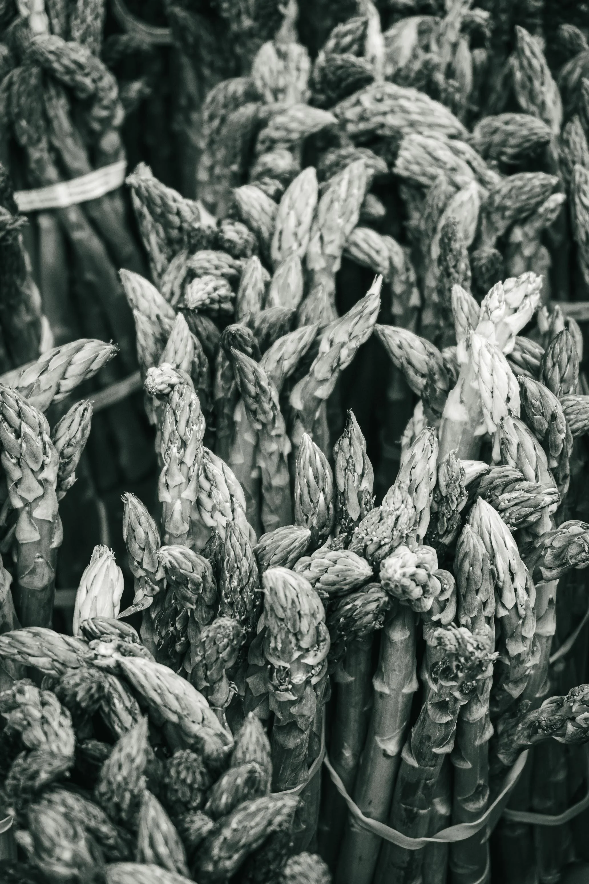 Farmer's Market Textures-6.jpg