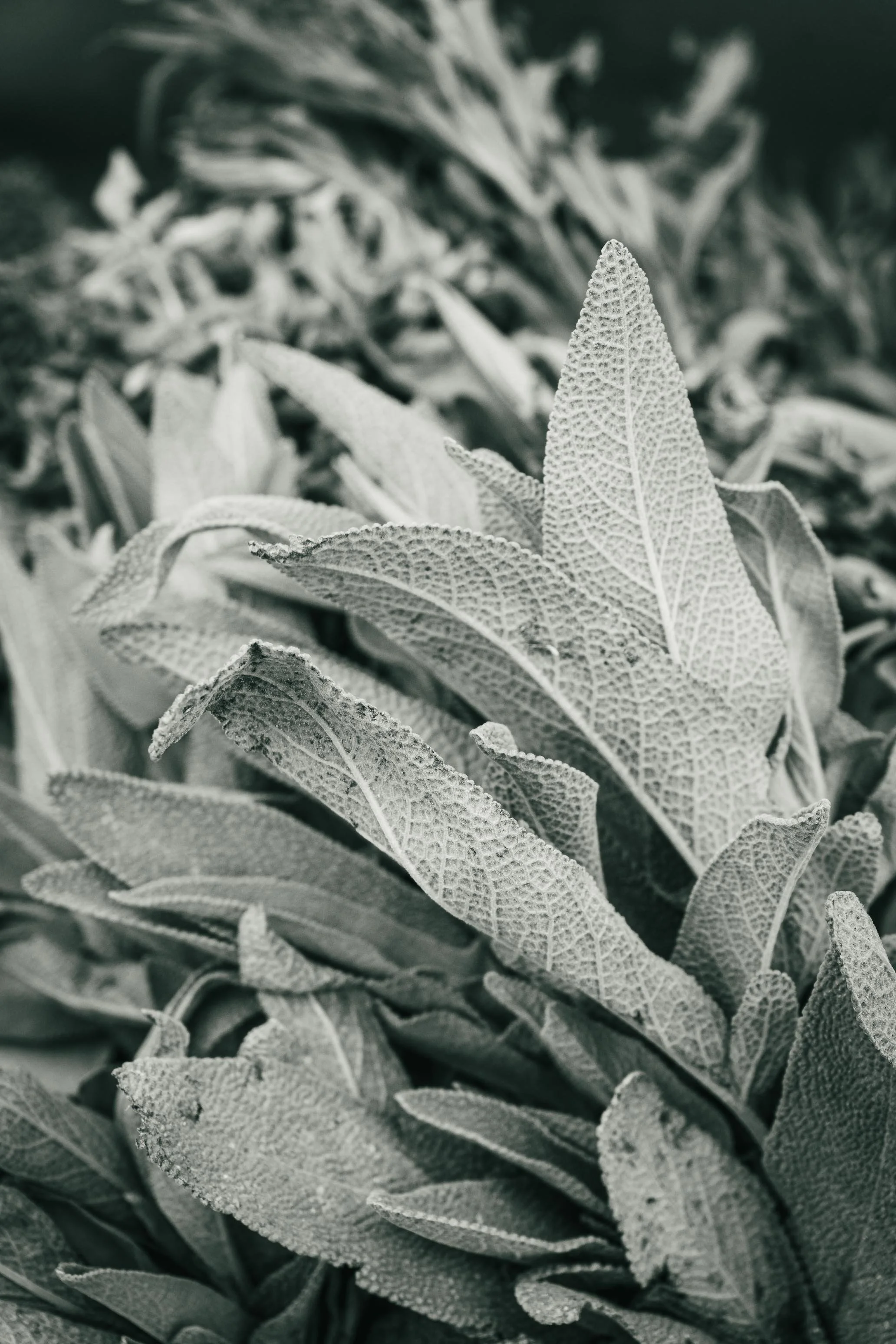 Farmer's Market Textures-52.jpg