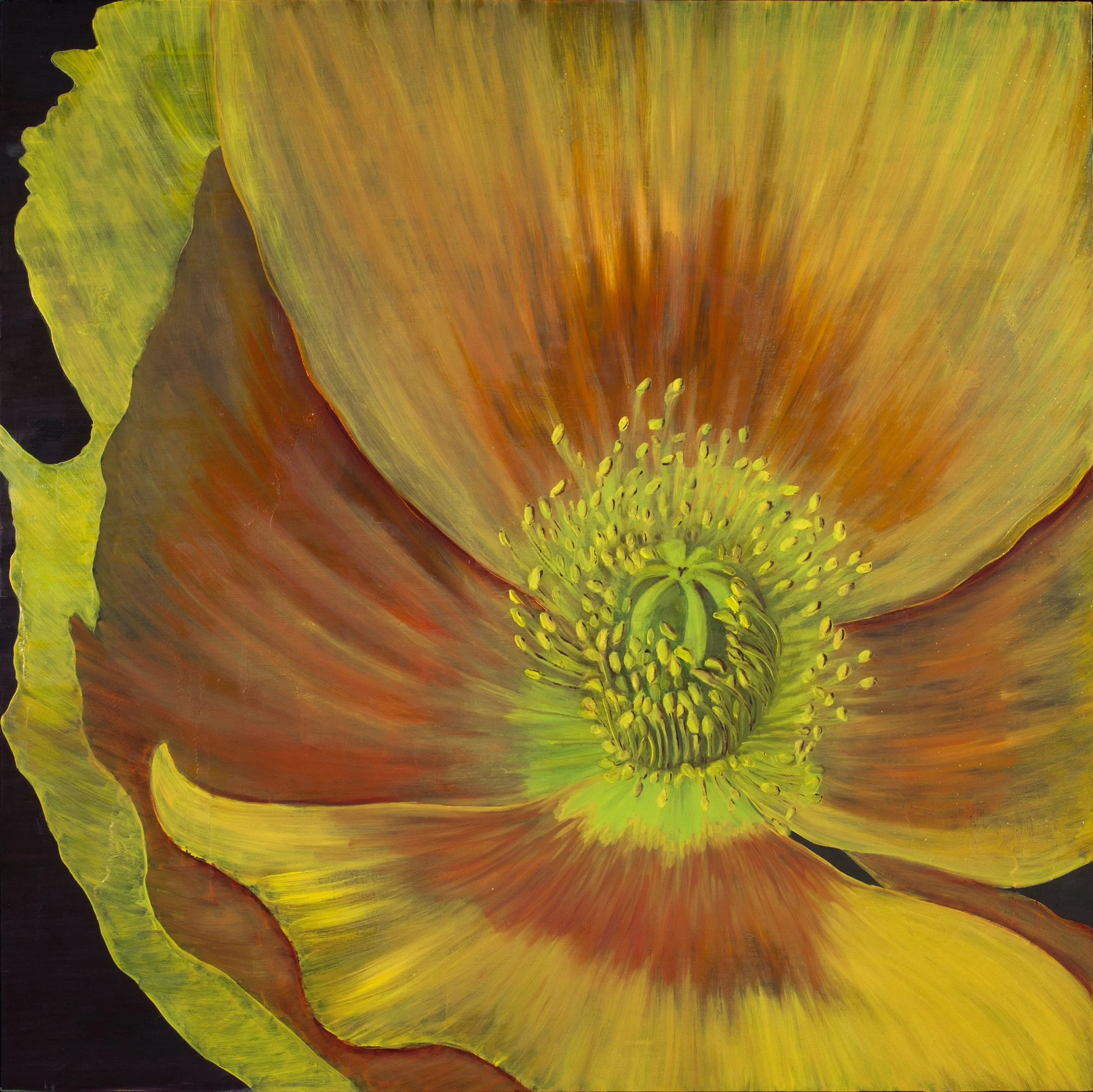 Margaret Johnson, Icelandic Poppy
