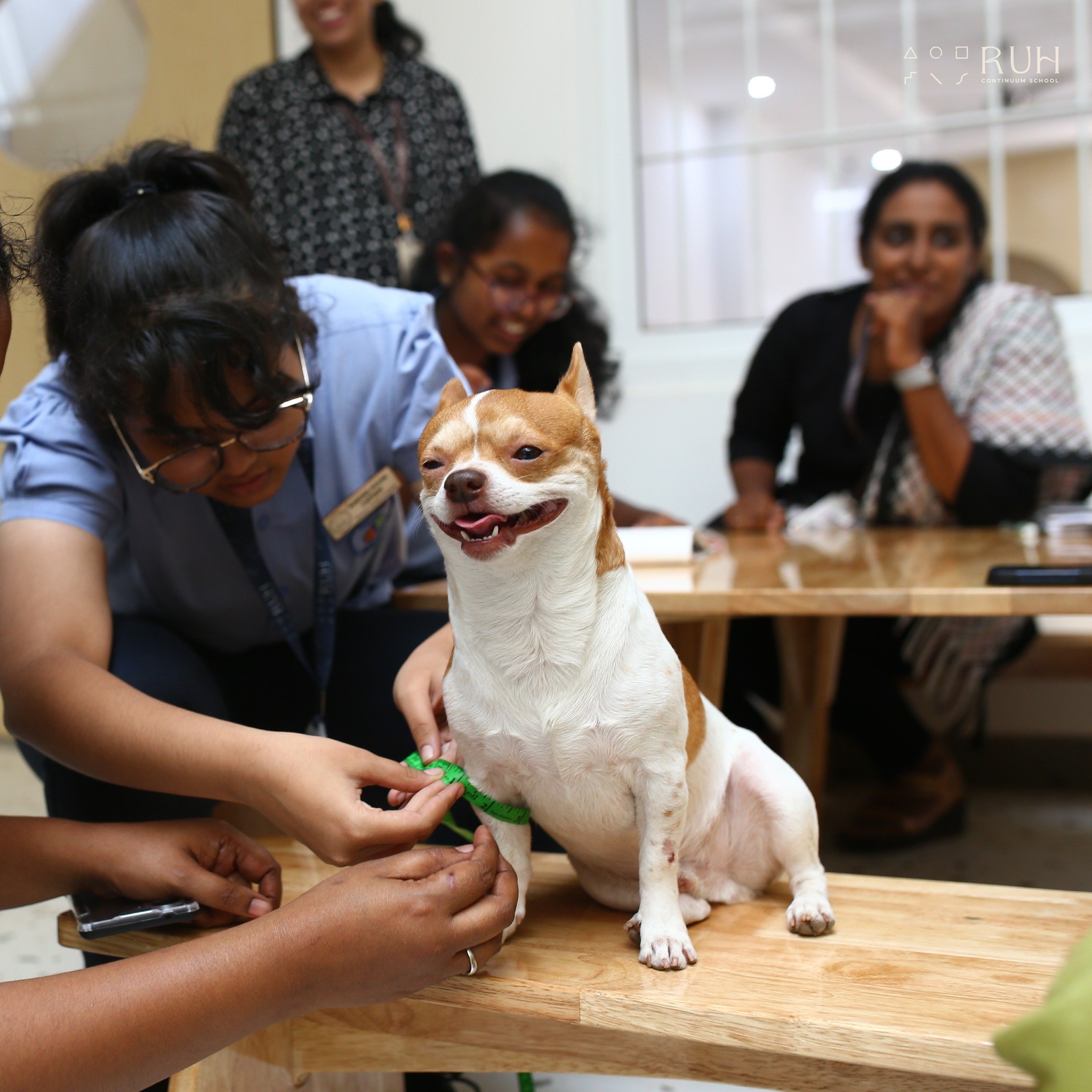 Happy National Pet Day! 🐶

Step into the world of sustainable pet fashion! Our Grade 8 students are leading the charge with their eco-conscious designs for Rocco and Raldo, starting with meticulous measurements for their custom outfits. It's all abo