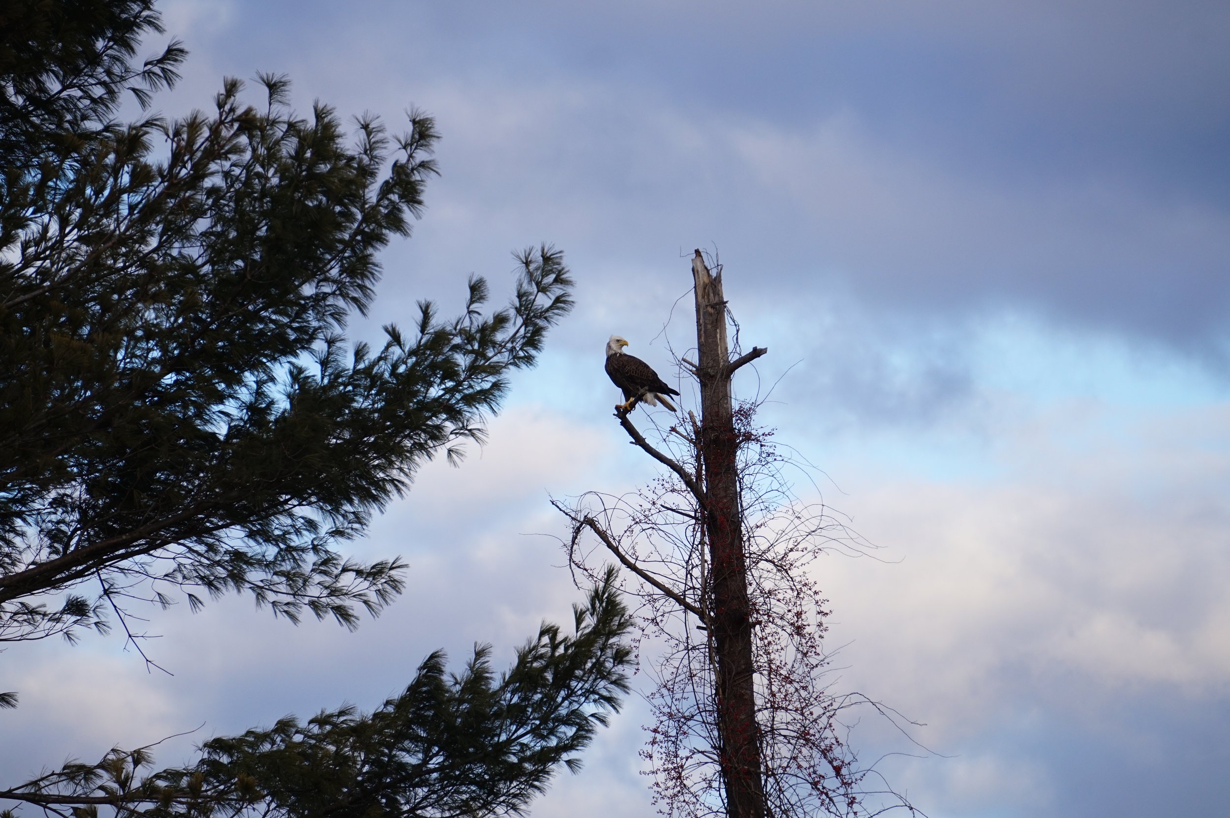 An eagle perched on a dead tree branch against a backdrop of a cloudy sky and green pine tree branches.