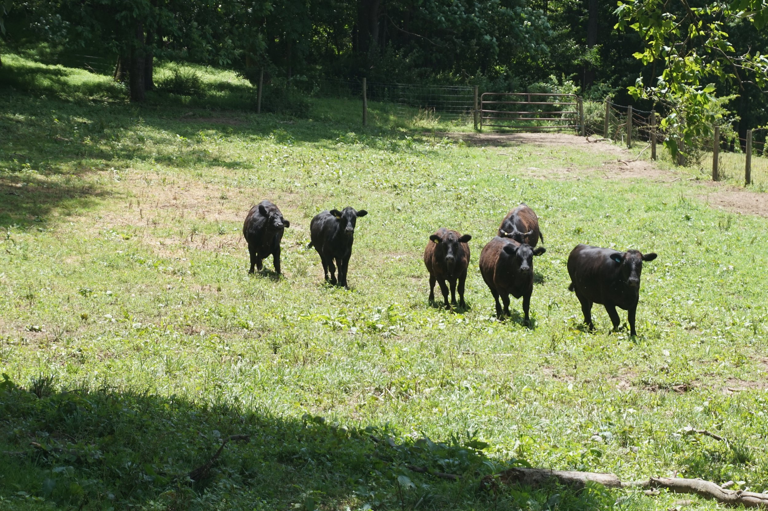 Six small black cows standing on green grass in a pasture with trees and a fence in the background.