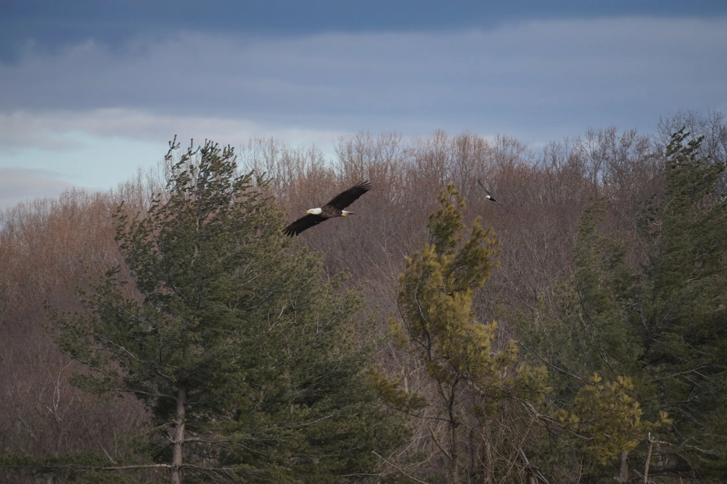 Two bald eagles flying over a forest with green trees and a cloudy sky.
