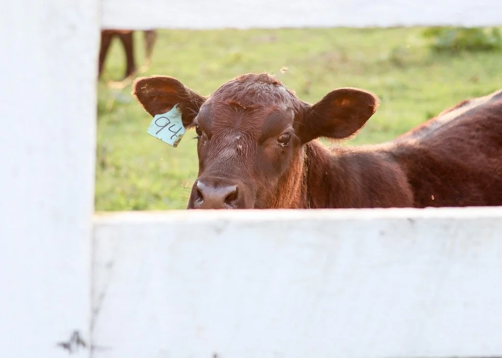 A young brown calf with a blue ear tag peeks over a white wooden fence, with green grass in the background.