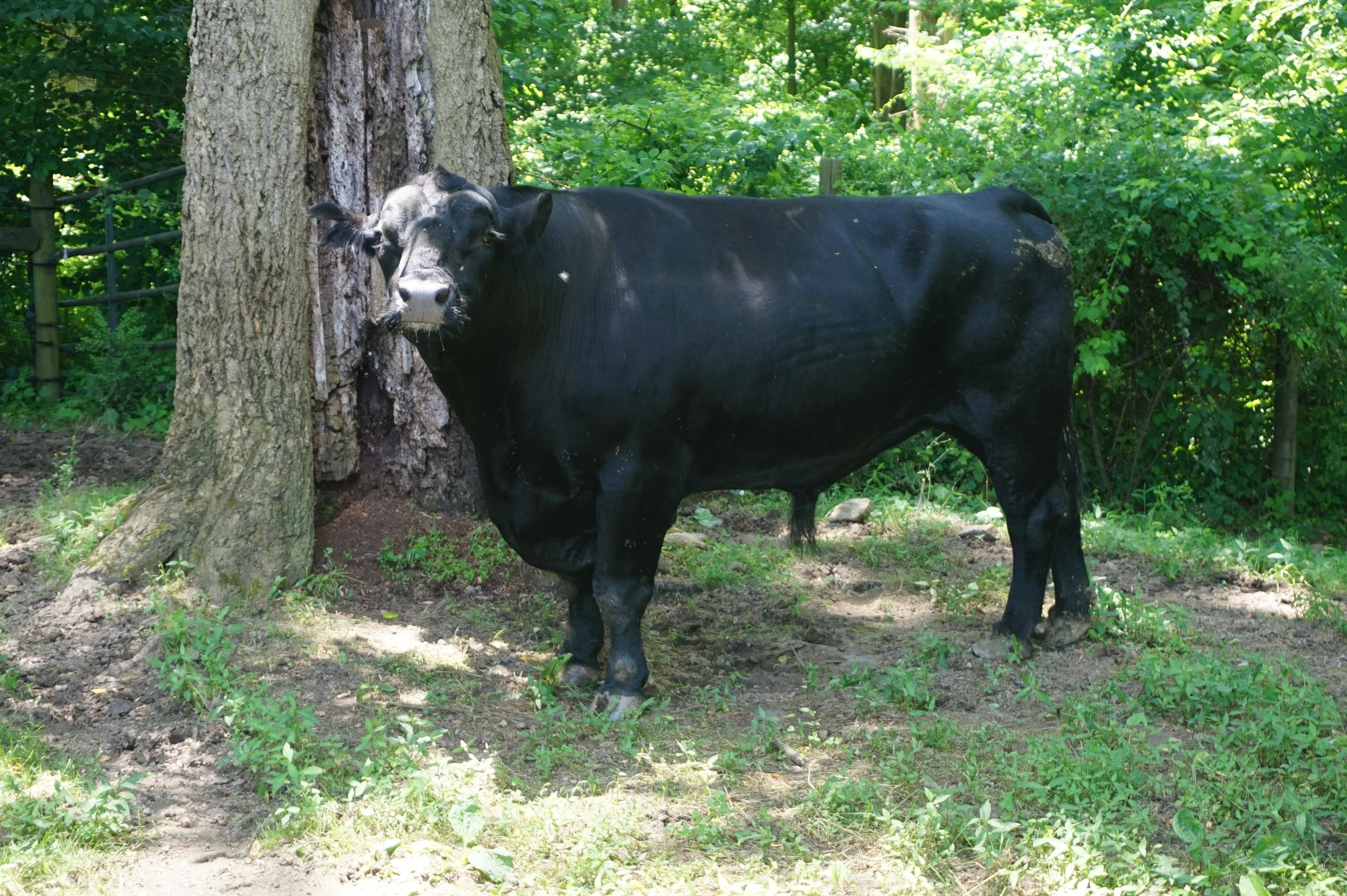 A black cow standing next to a large tree in a green, wooded area.