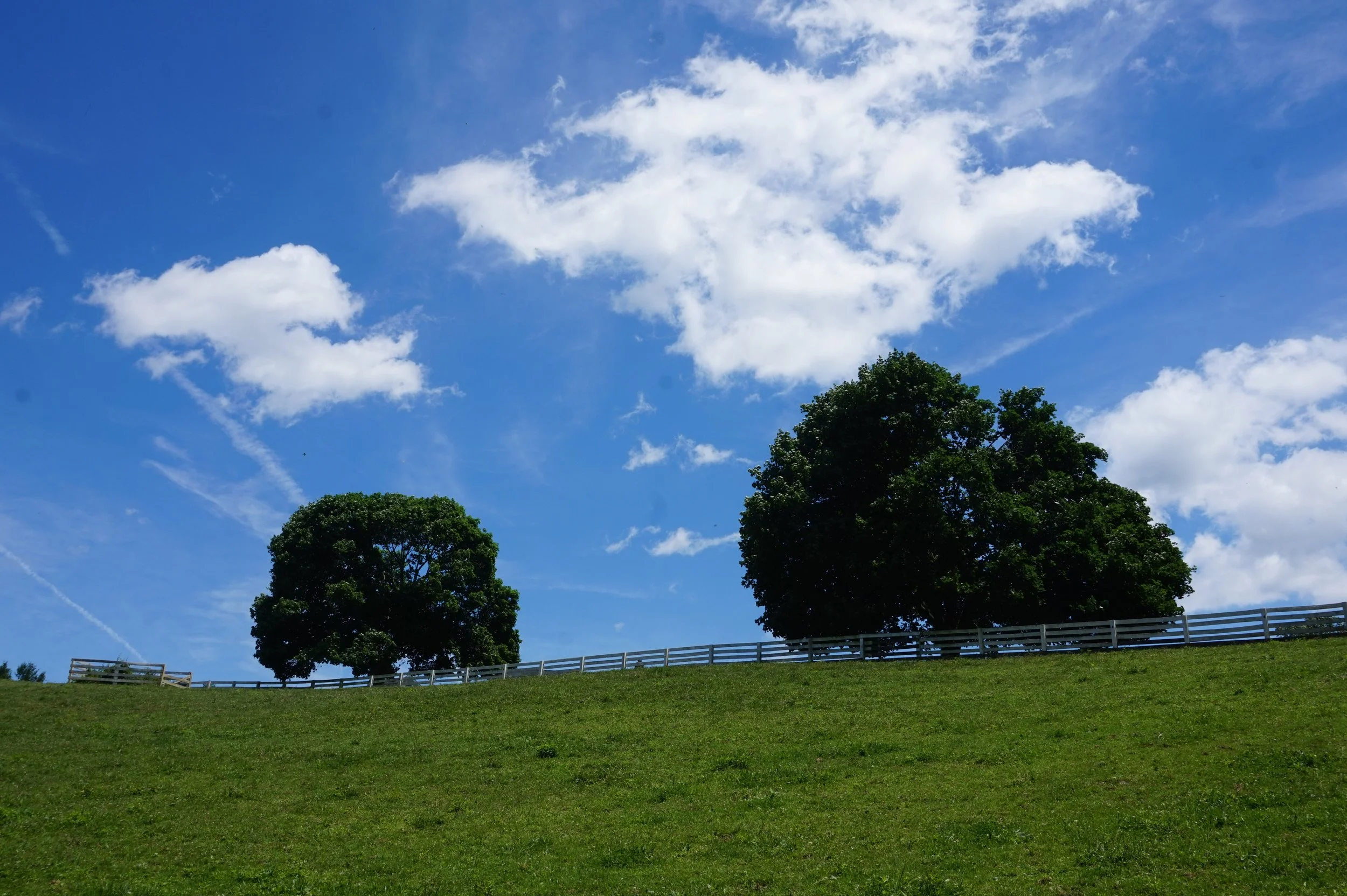 A grassy hill with two large trees near the top, a white fence running across the hill, and a blue sky with scattered white clouds.