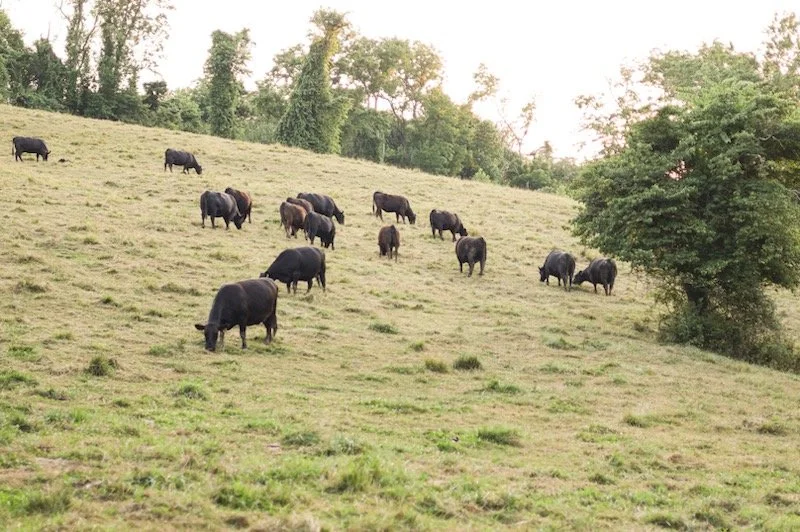 A herd of bison grazing on a grassy hillside with trees in the background.