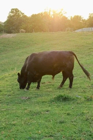 A black cow grazing on a green field with trees and a white fence in the background, sunset sky.