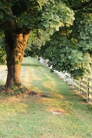 Large tree with green leaves beside a grassy area and a wooden fence.