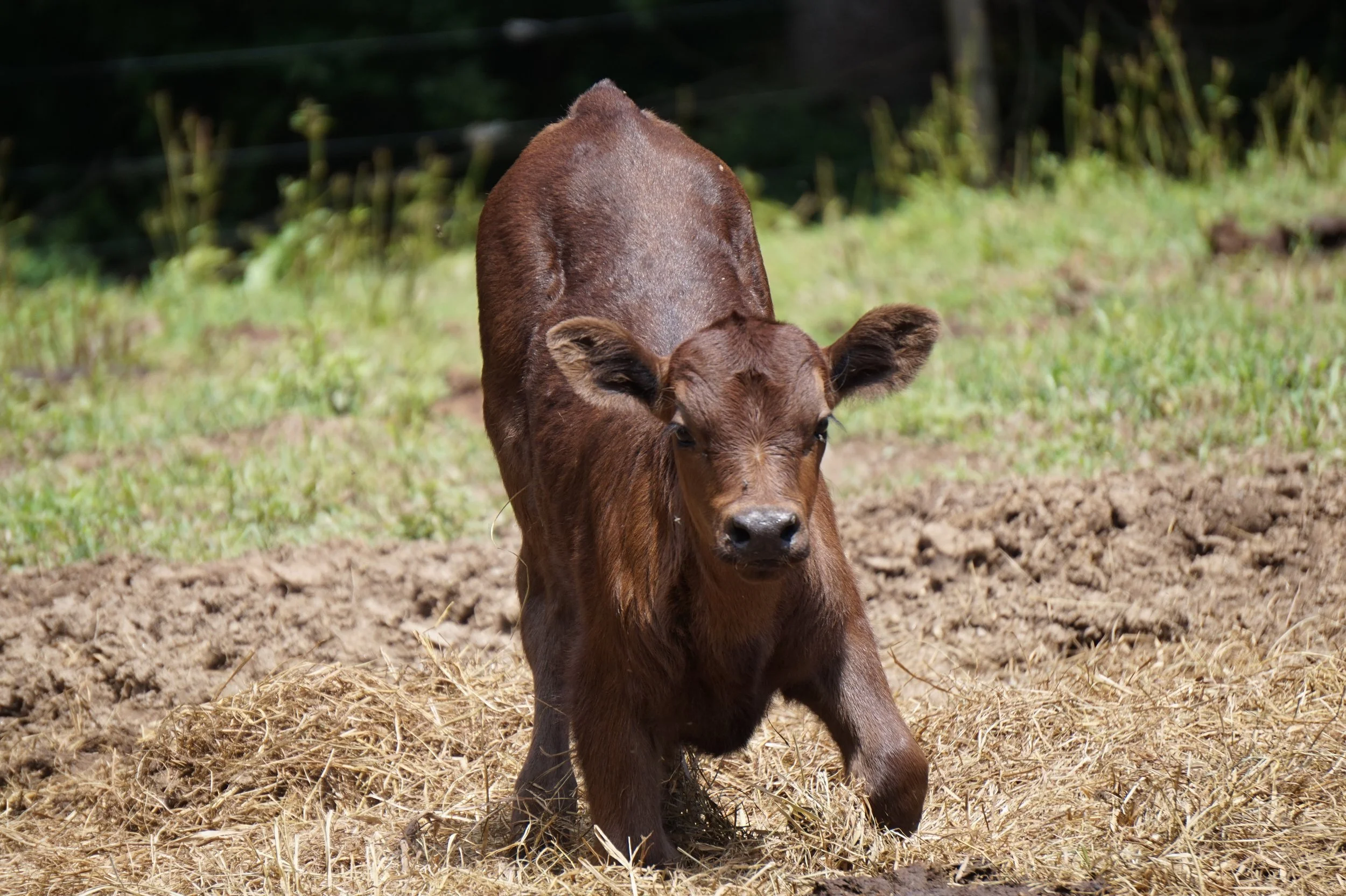A young brown calf standing in a grassy field with a mix of green grass and dry straw in the foreground.