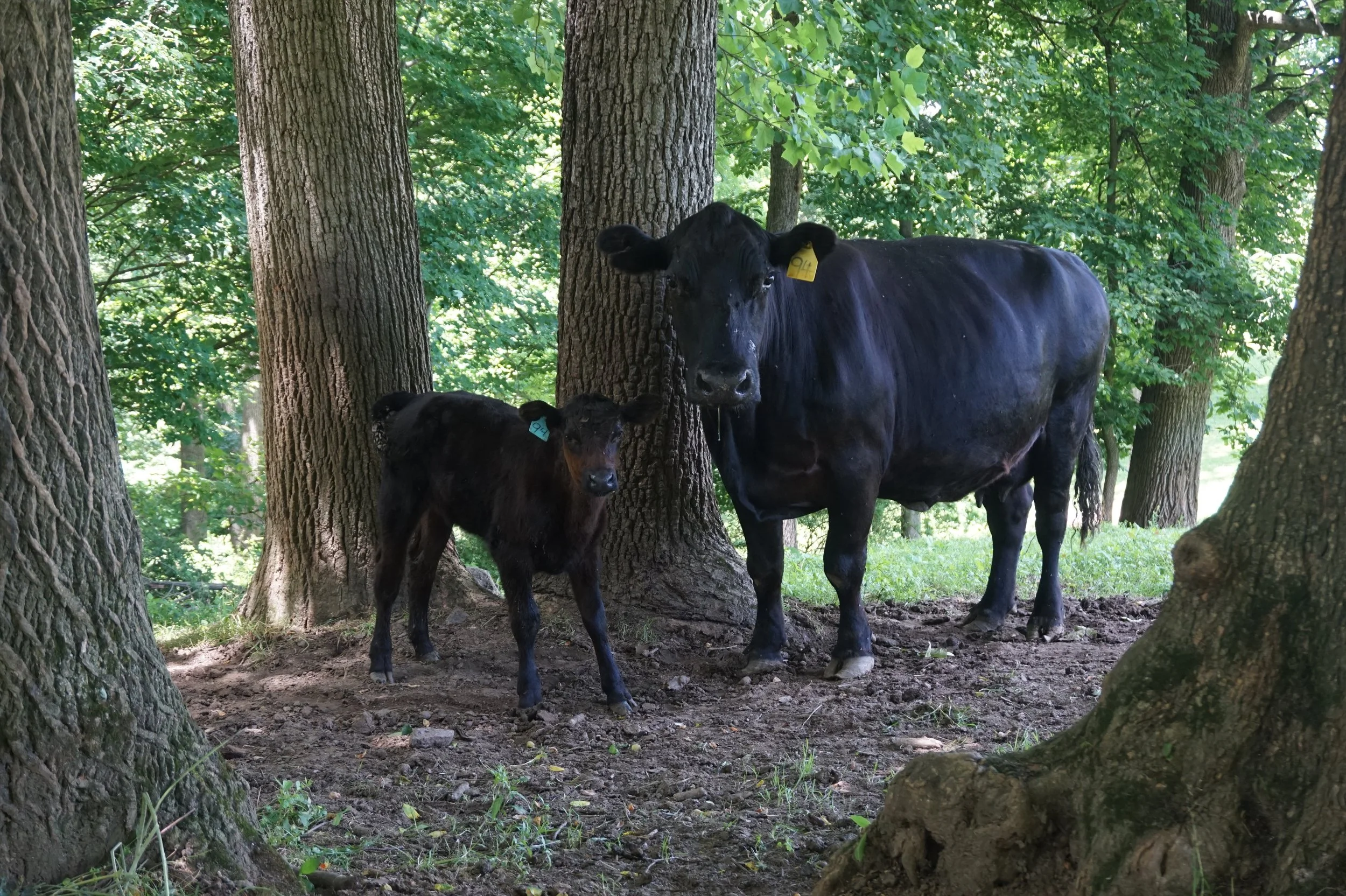 A black cow and a black calf standing among large trees in a forested area with sunlight filtering through the green leaves.