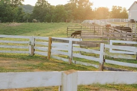 Fenced pasture with horses and a white barn in the background at sunset.