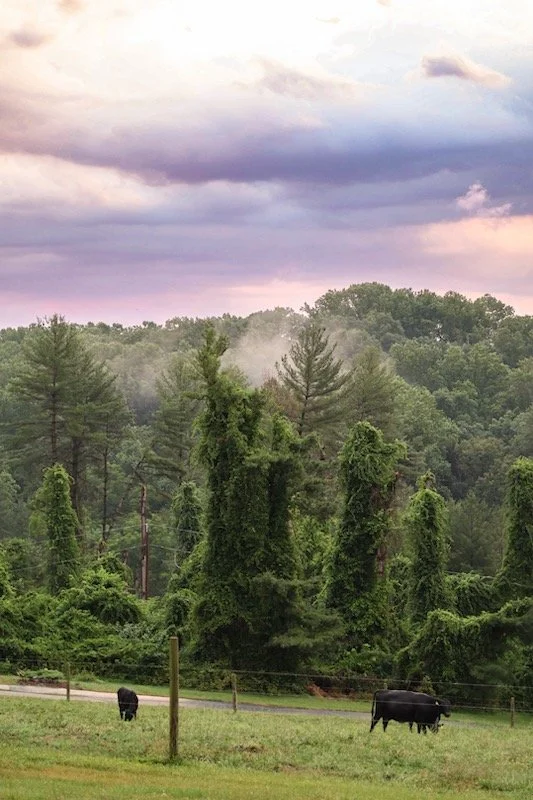 Green pasture with two black cows, surrounded by lush trees and a cloudy sky with purple and pink hues.