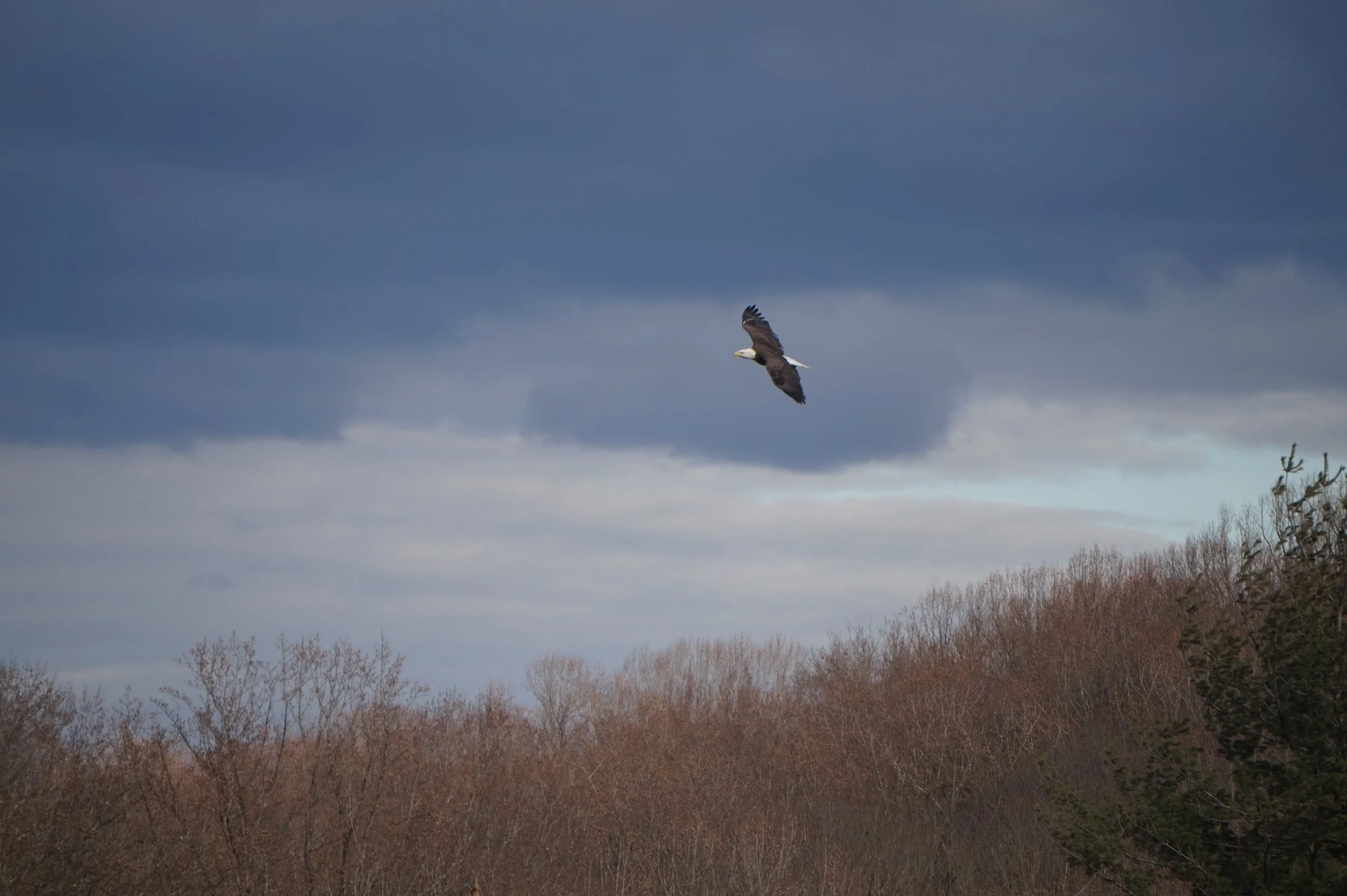 A bald eagle soaring in a cloudy sky above a forest of leafless trees.
