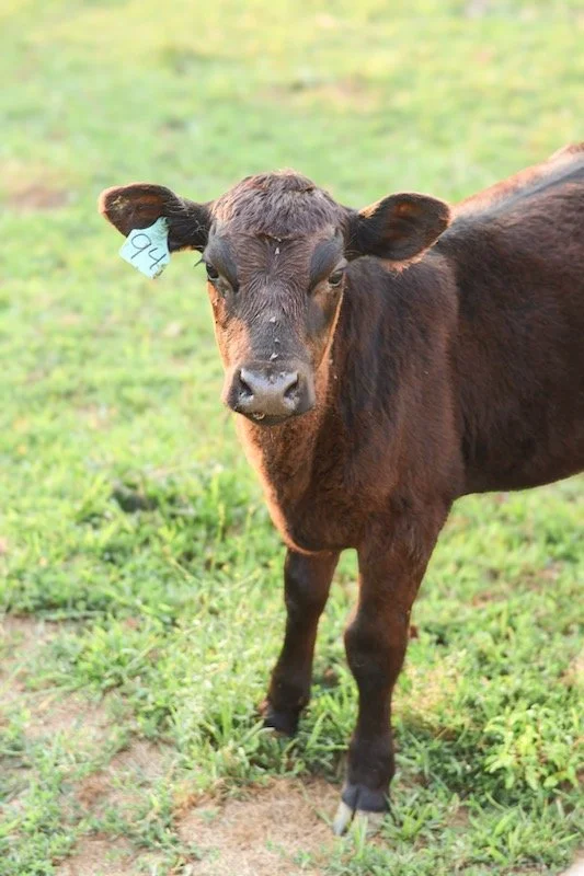 A young brown calf standing on grass in a field with a tag in its left ear.