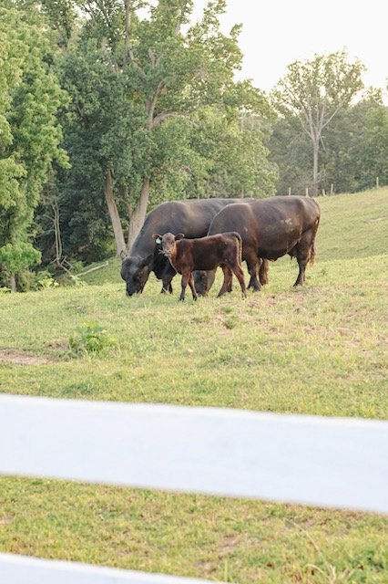 Two adult bison and a calf grazing on a grassy hillside with trees in the background.