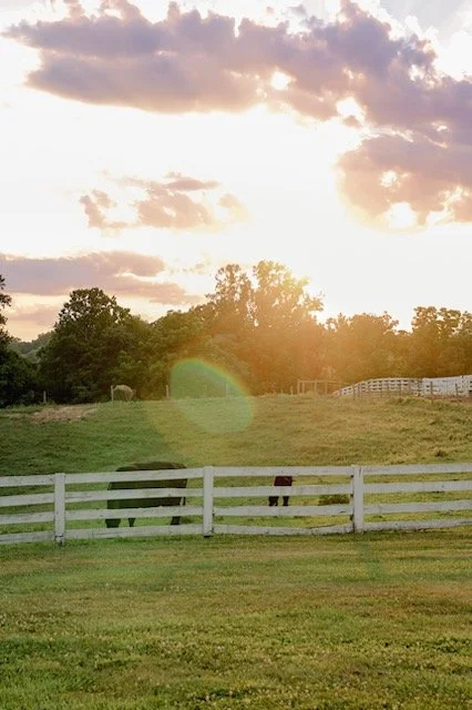 Open grassy field with a white fence, two black cows, and a rainbow near the horizon during sunset with clouds in the sky.