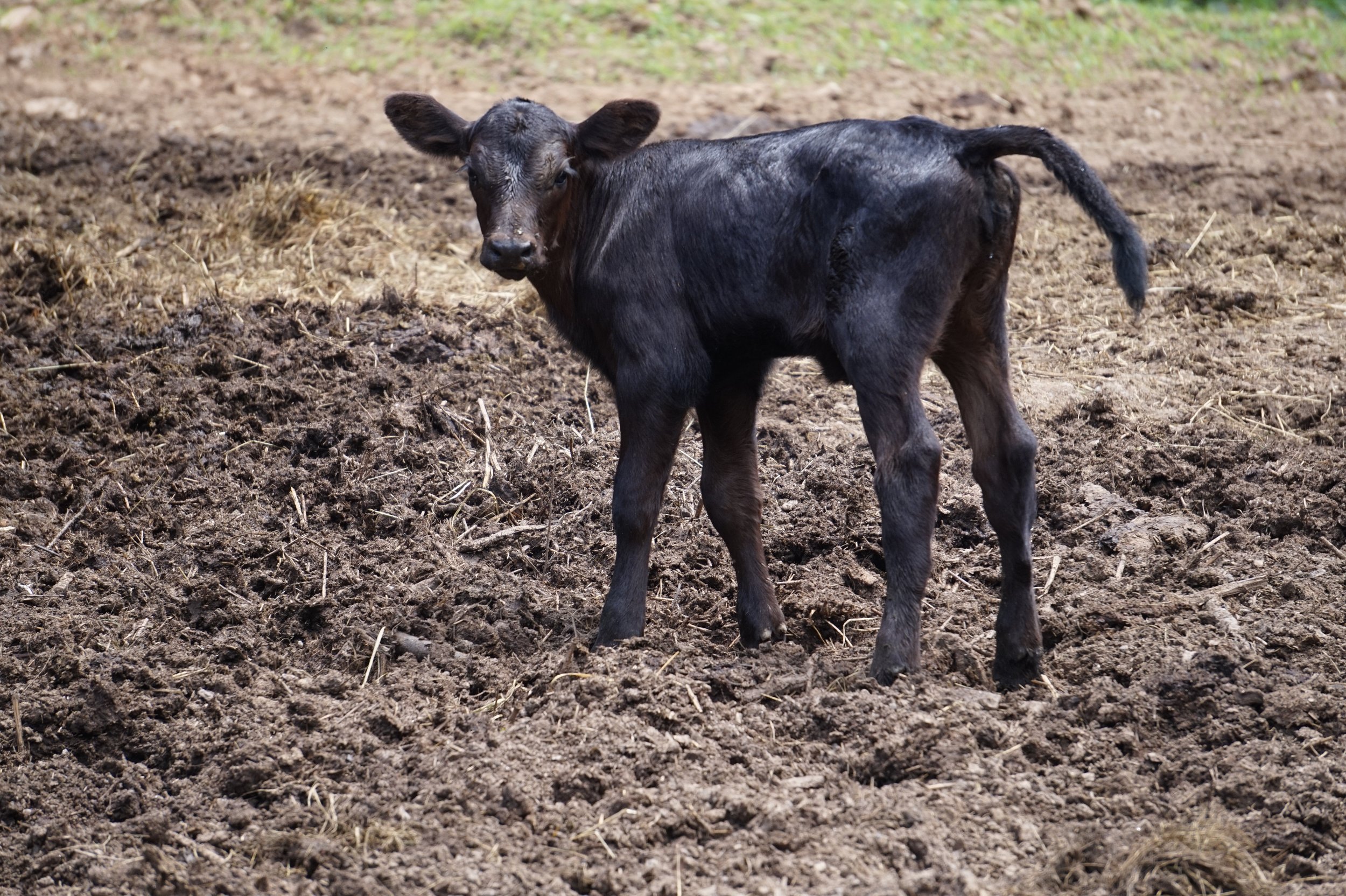 A young black calf standing in dirt and grass.