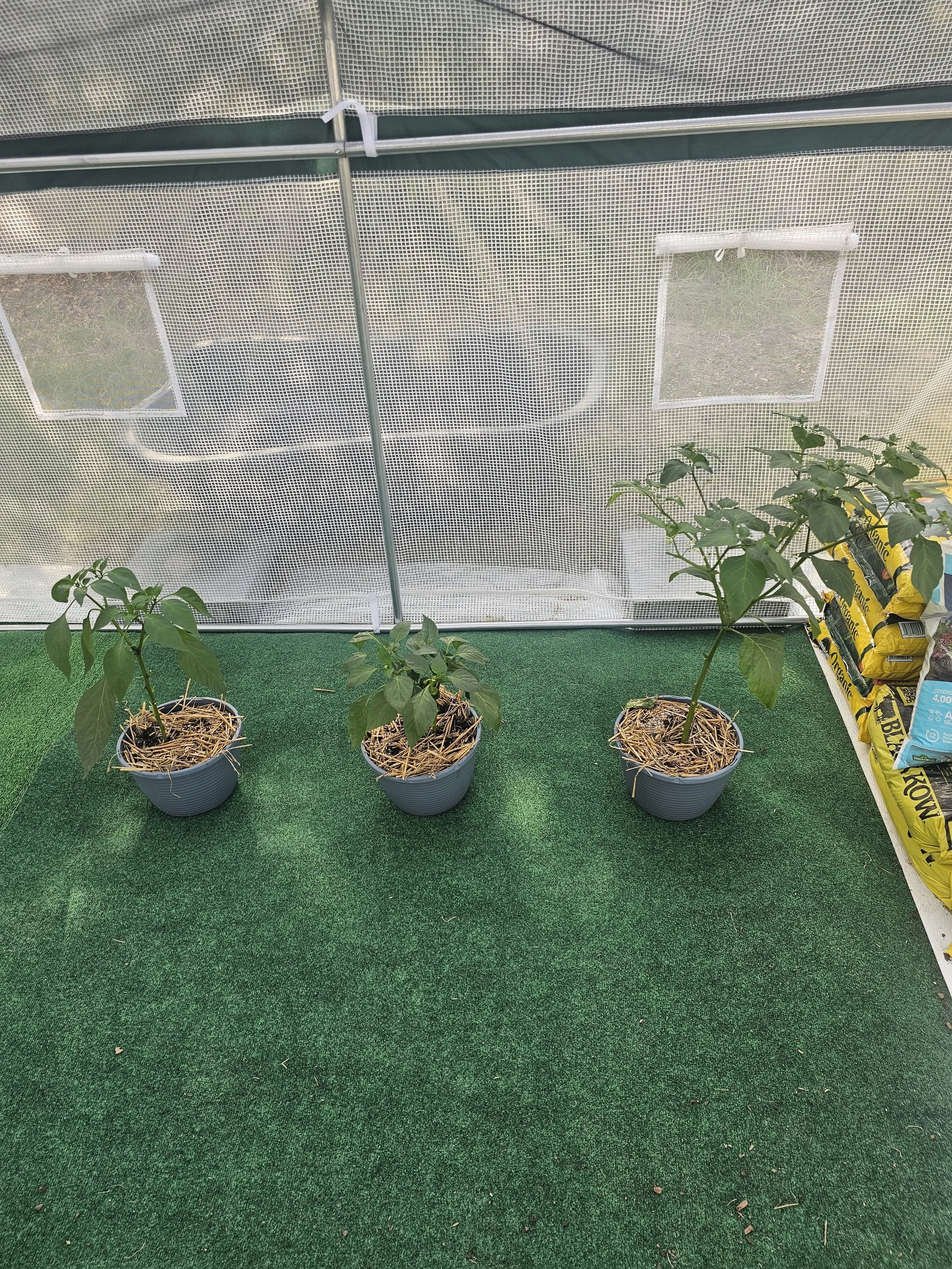 community garden 1.jpg