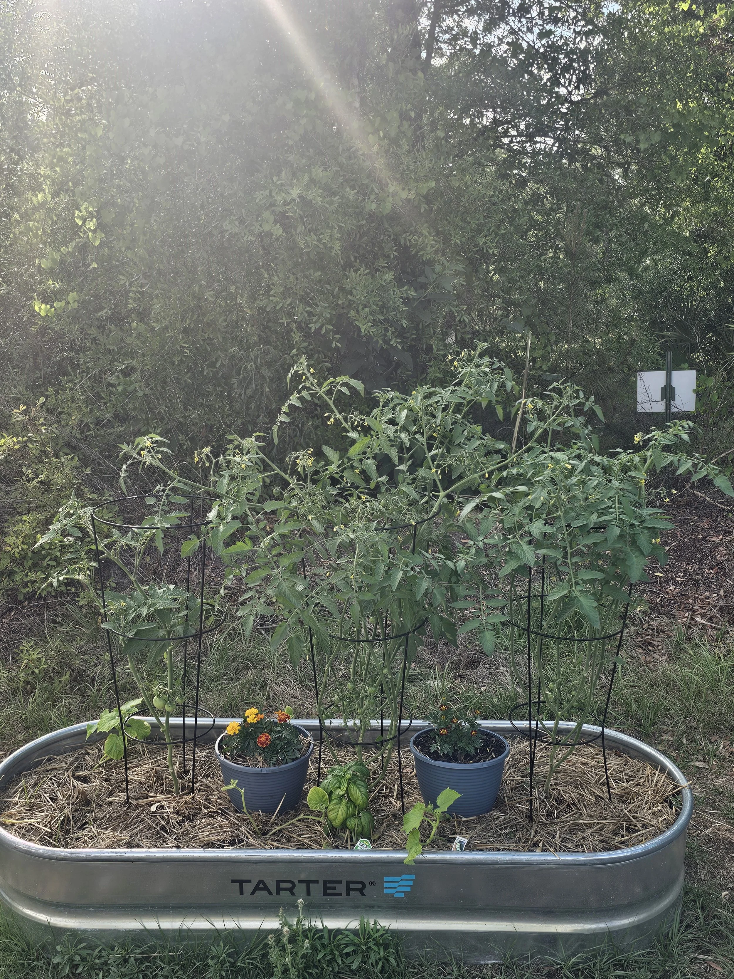 community garden 3.jpg