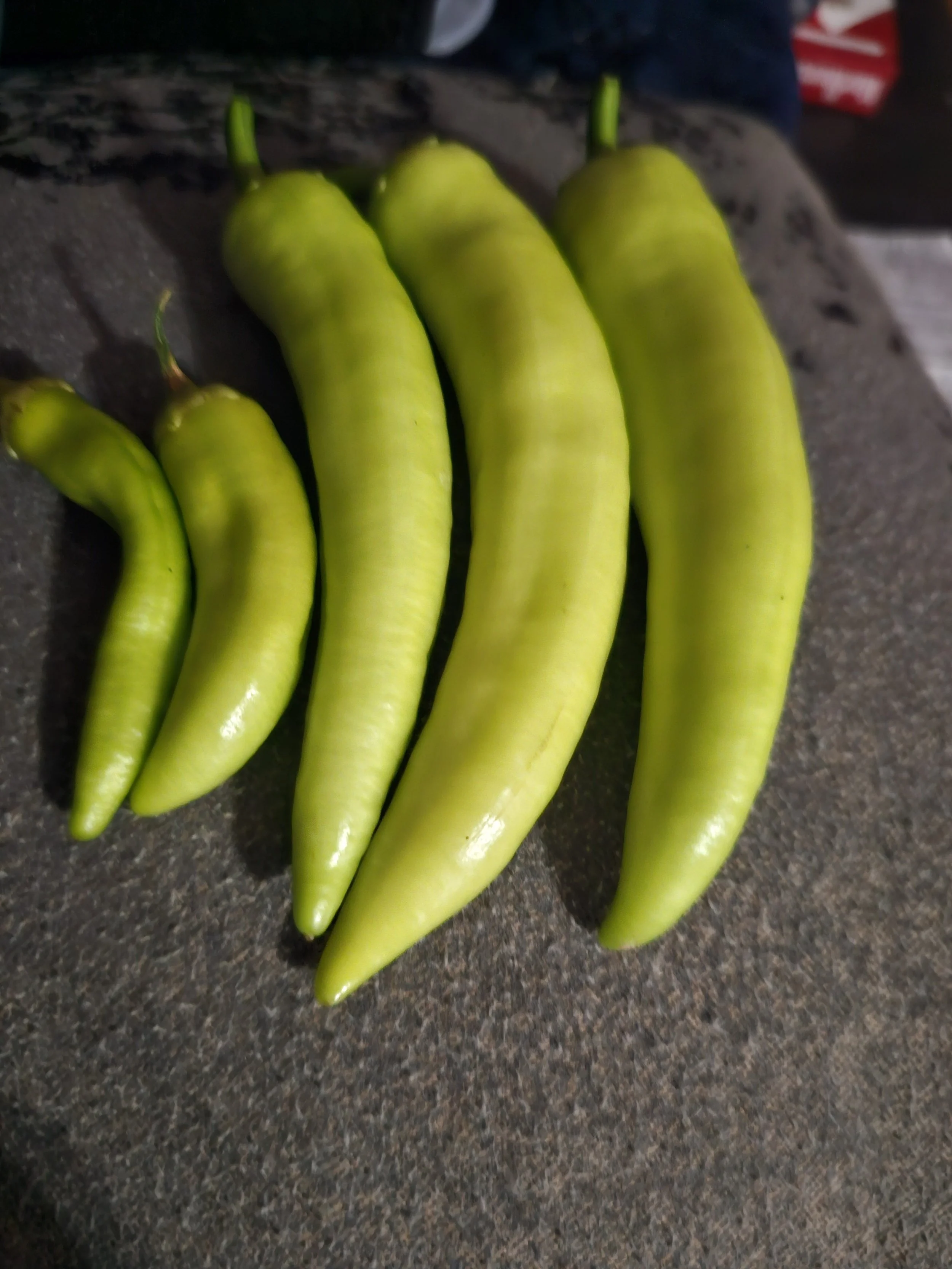 community garden 4.jpg