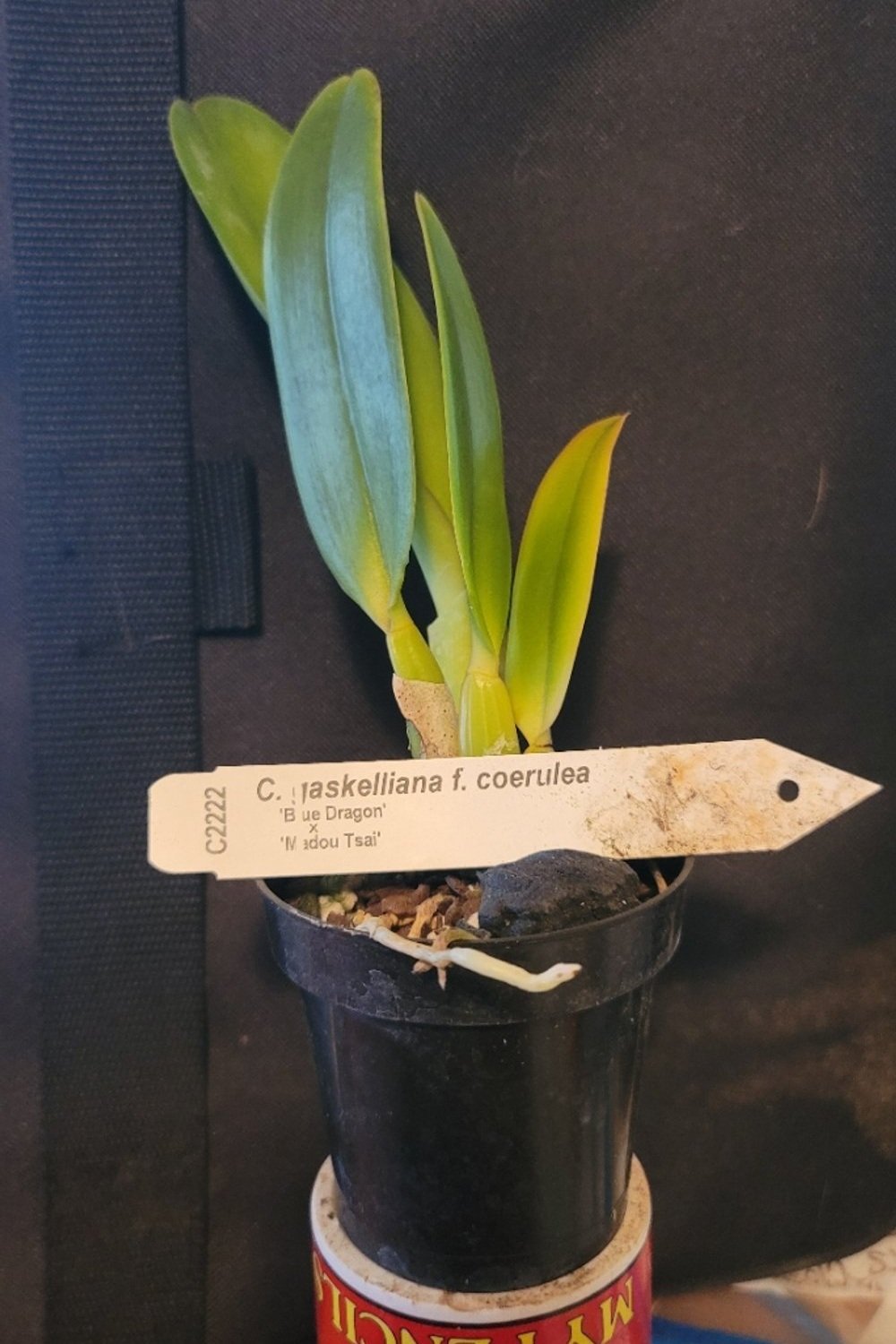 C.+gaskelliana+coerulea+3in.jpg