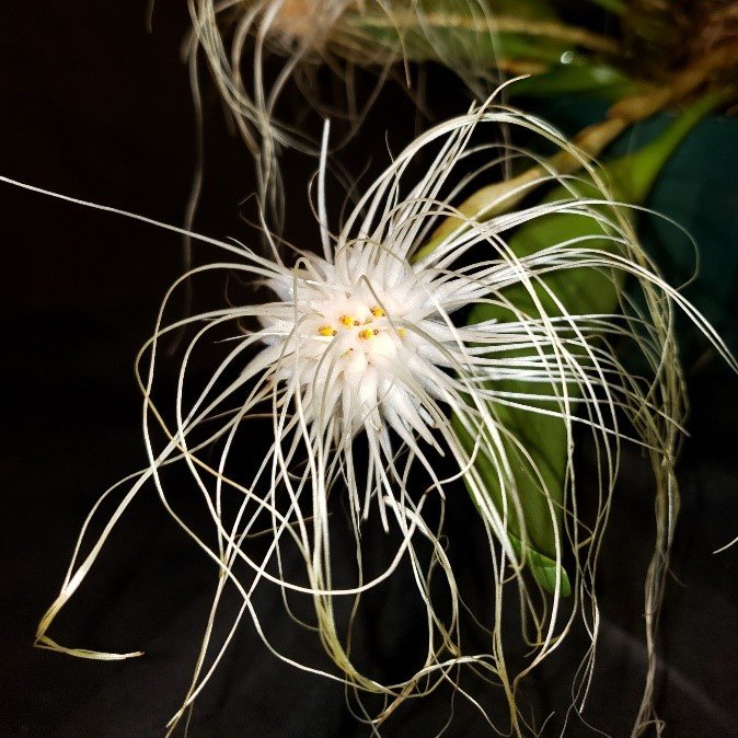 Bulb. medusae