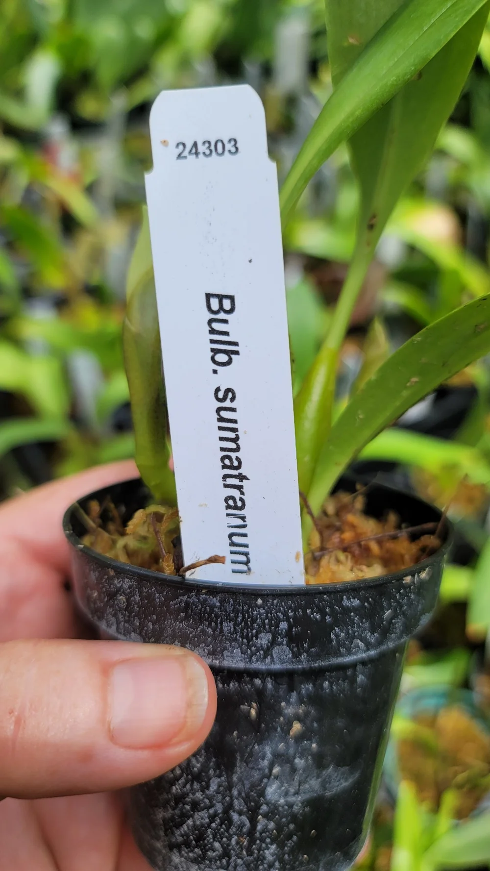 processed_f38df0f91fee439a90ea